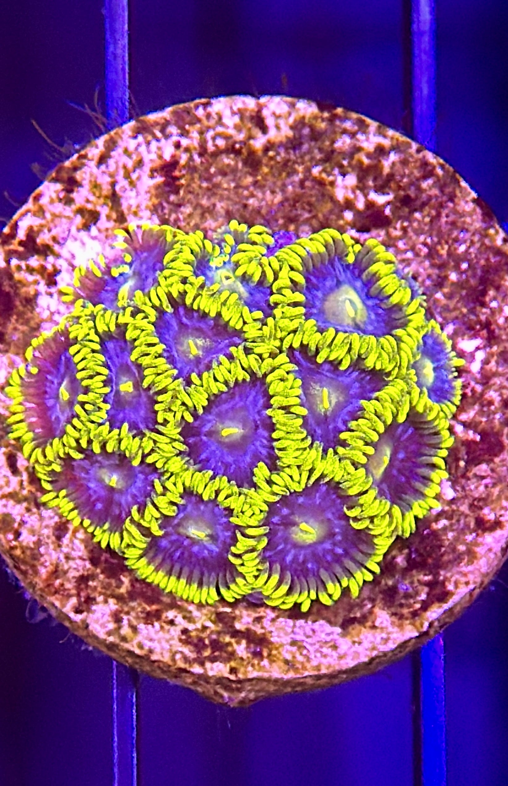 SMURFETTE ZOANTHIDS