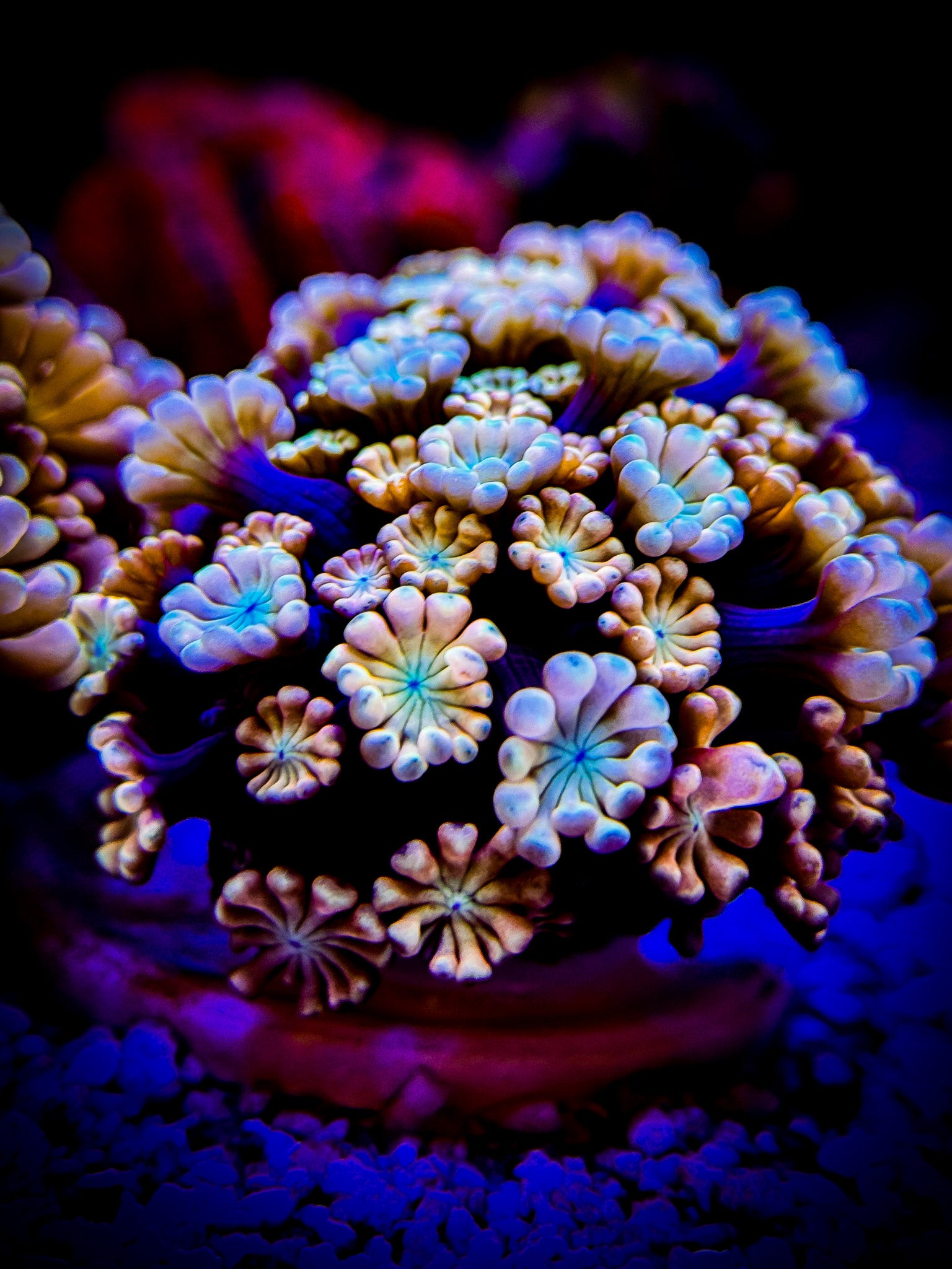 TRG CASPER ALVEOPORA