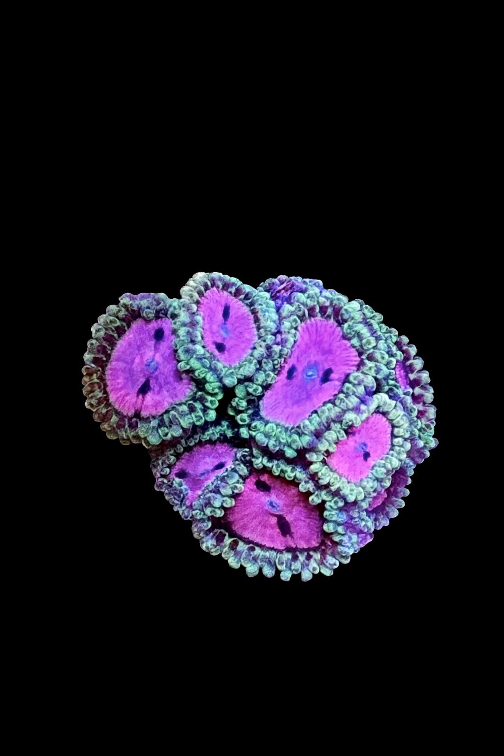 PINK DIAMONDS ZOANTHID