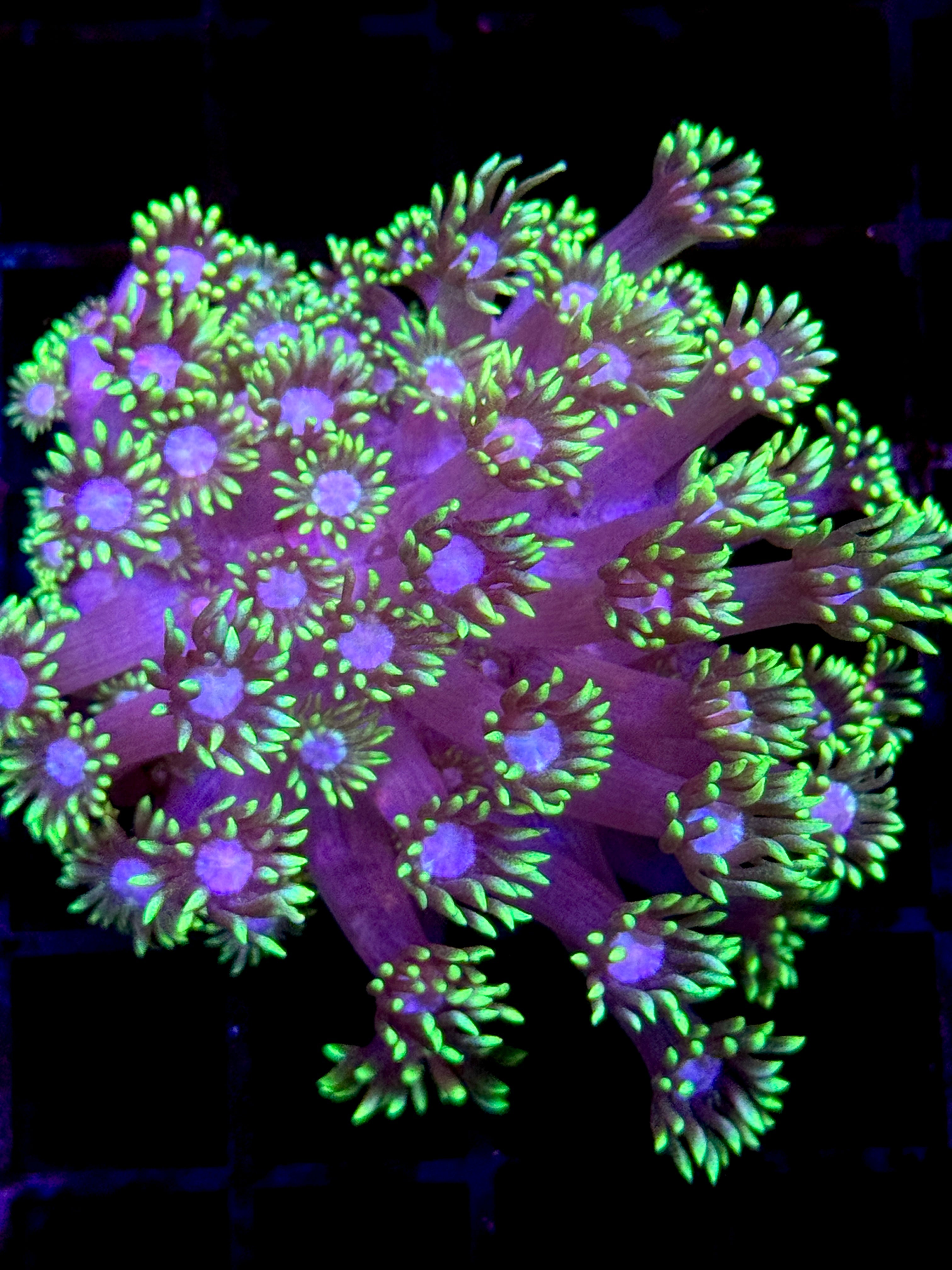 Neon Green Tip Goniopora