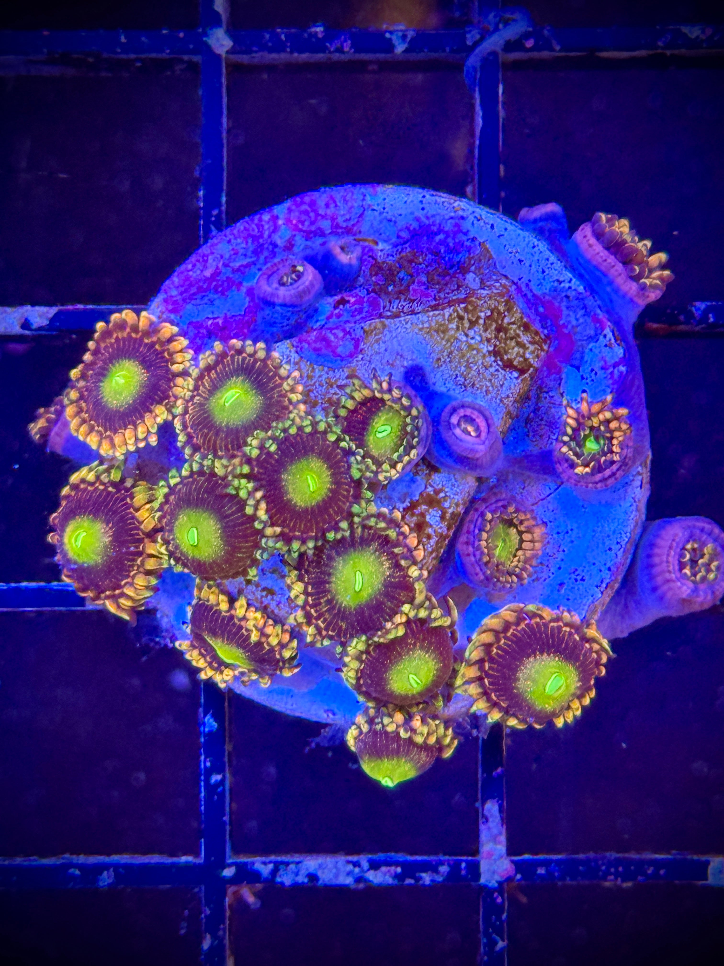 HAUNTED HOUSE MINI COLONY