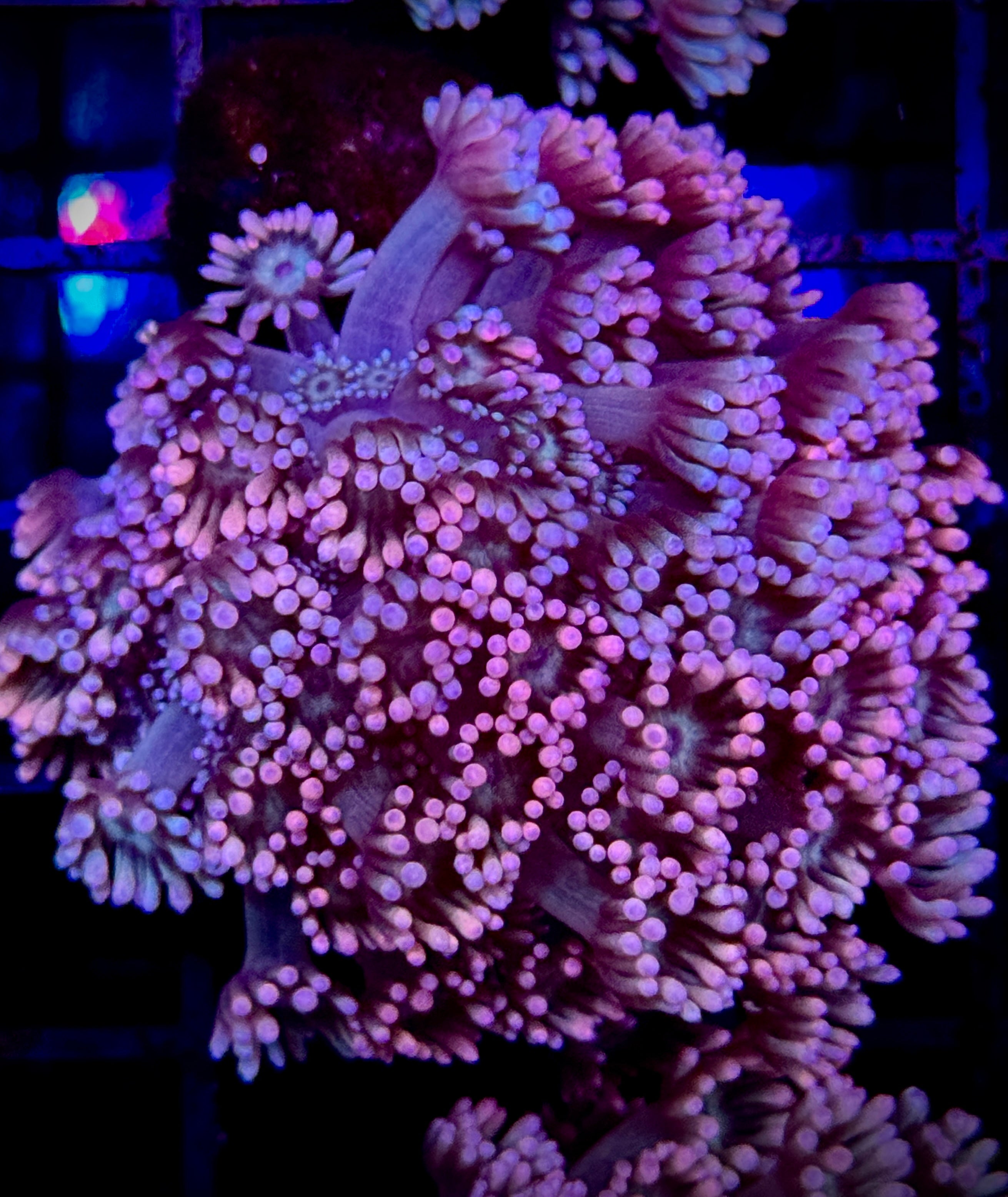 RG LUCKY CHARM GONIOPORA