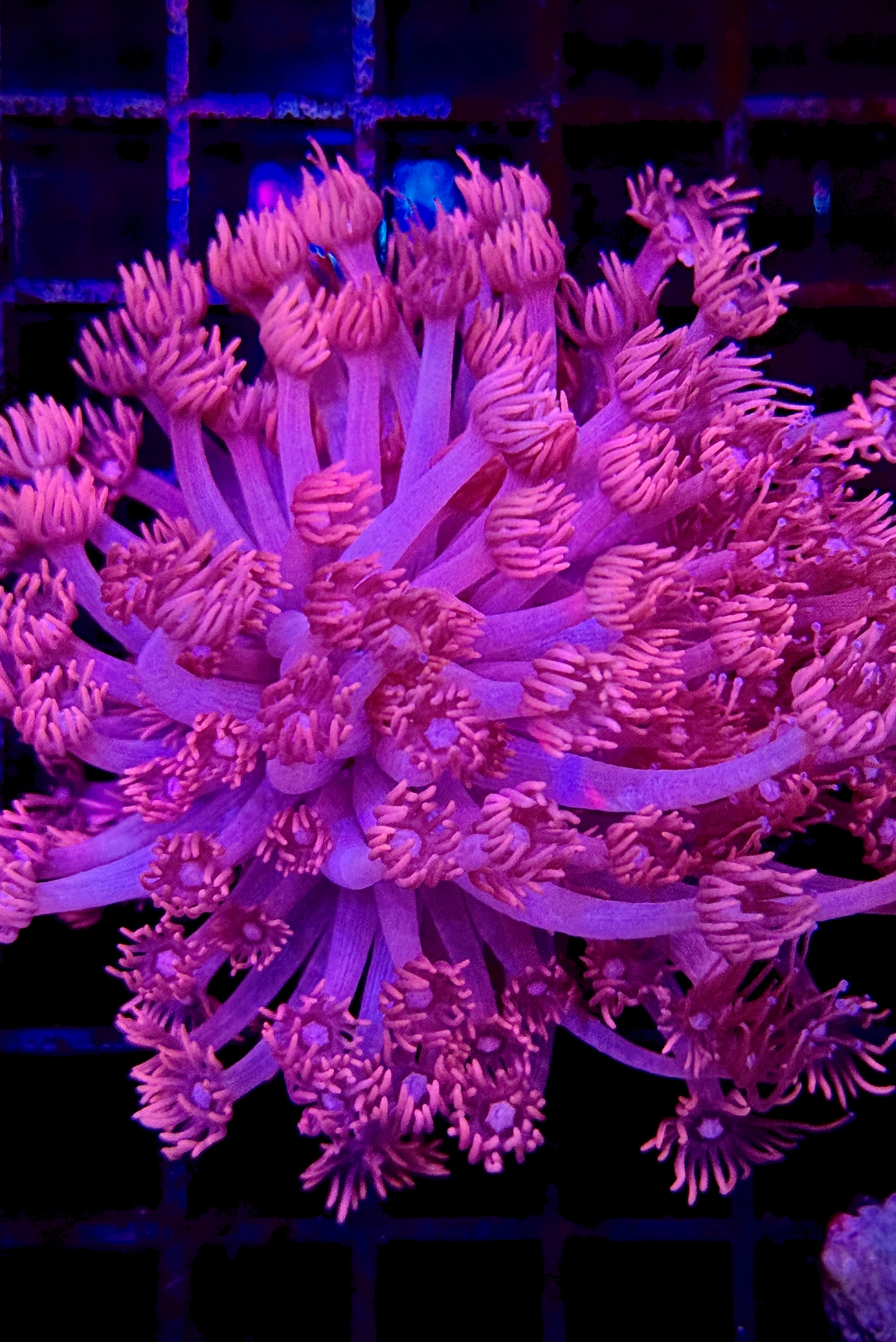 PINK PANTHER GONIOPORA MINI COLONY