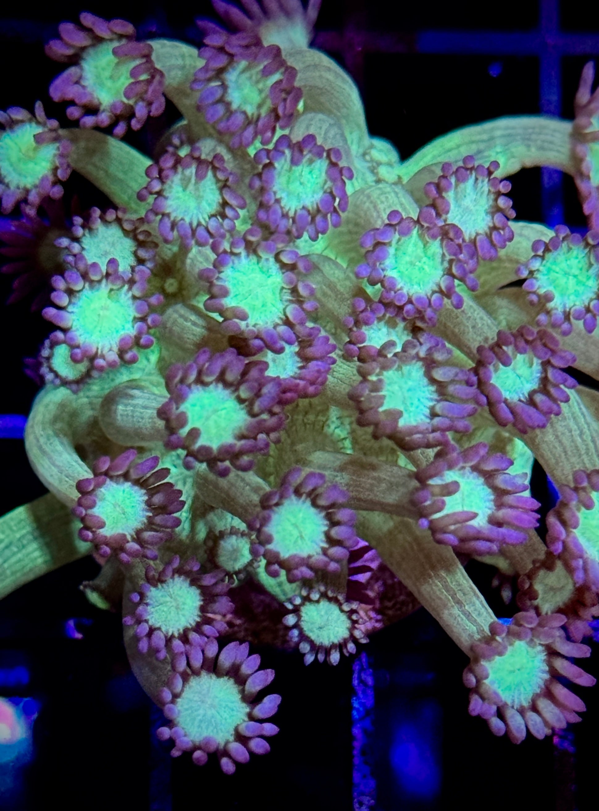 SPARKLE GONIOPORA MED FRAG