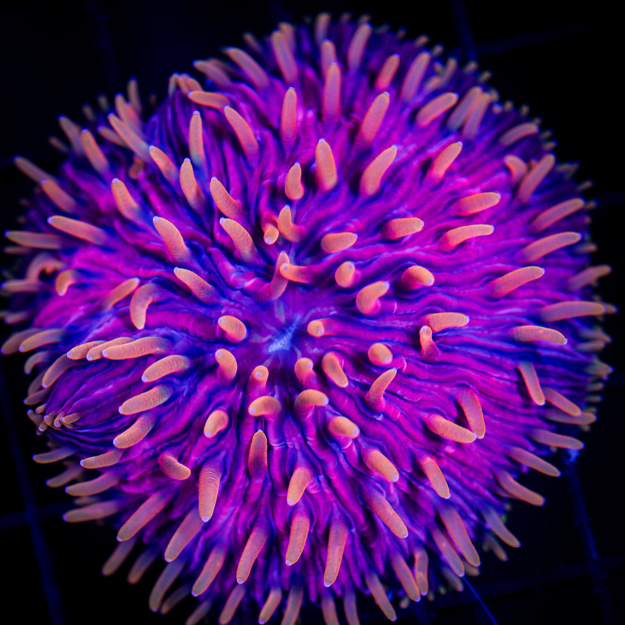 DRAGON’S BREATH DIASERIS