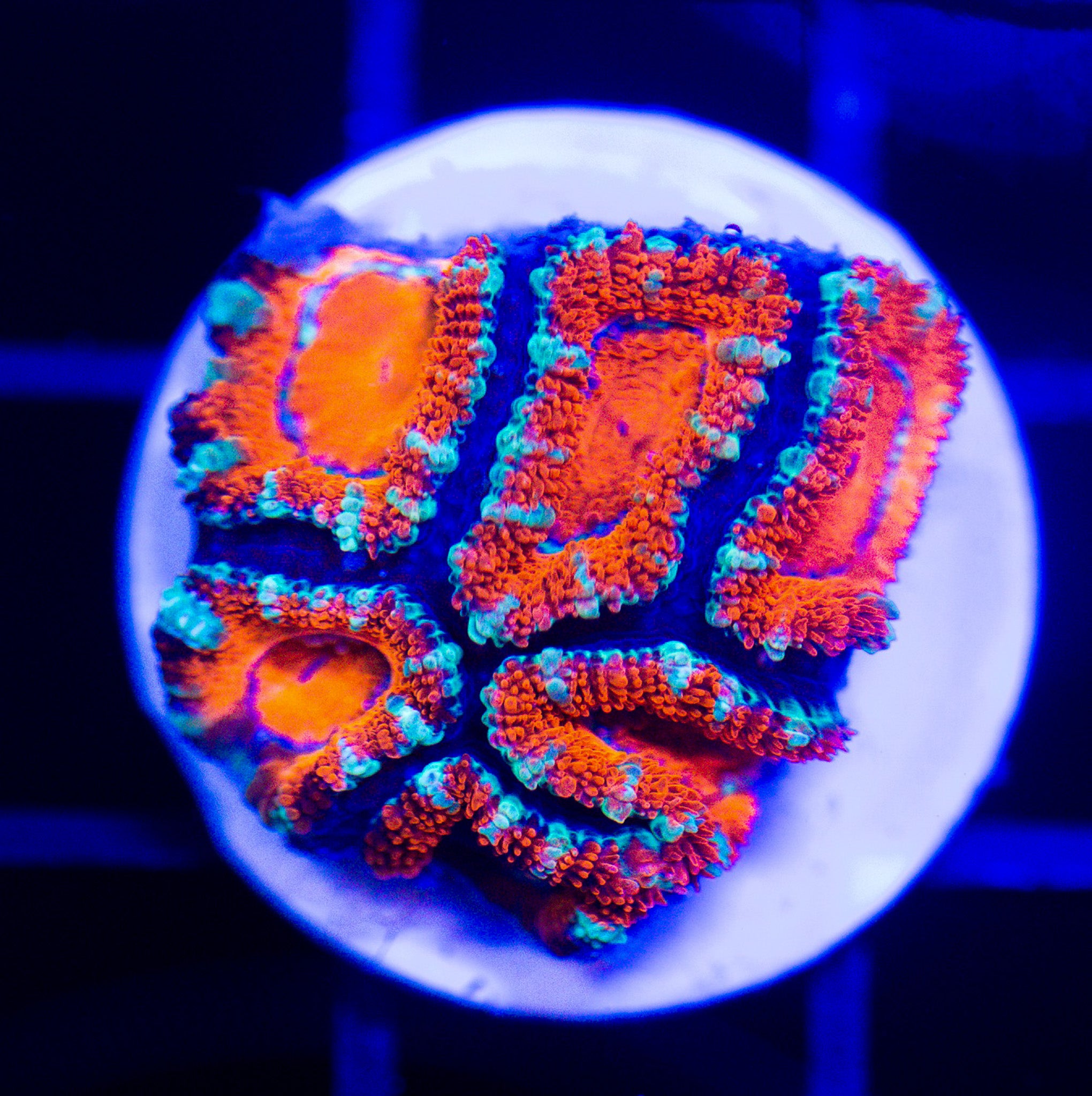 ULTRA ACAN FRAG