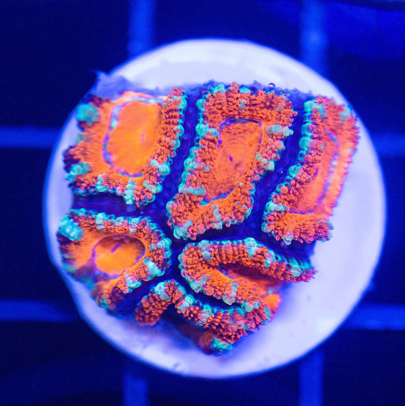 ULTRA ACAN FRAG 1
