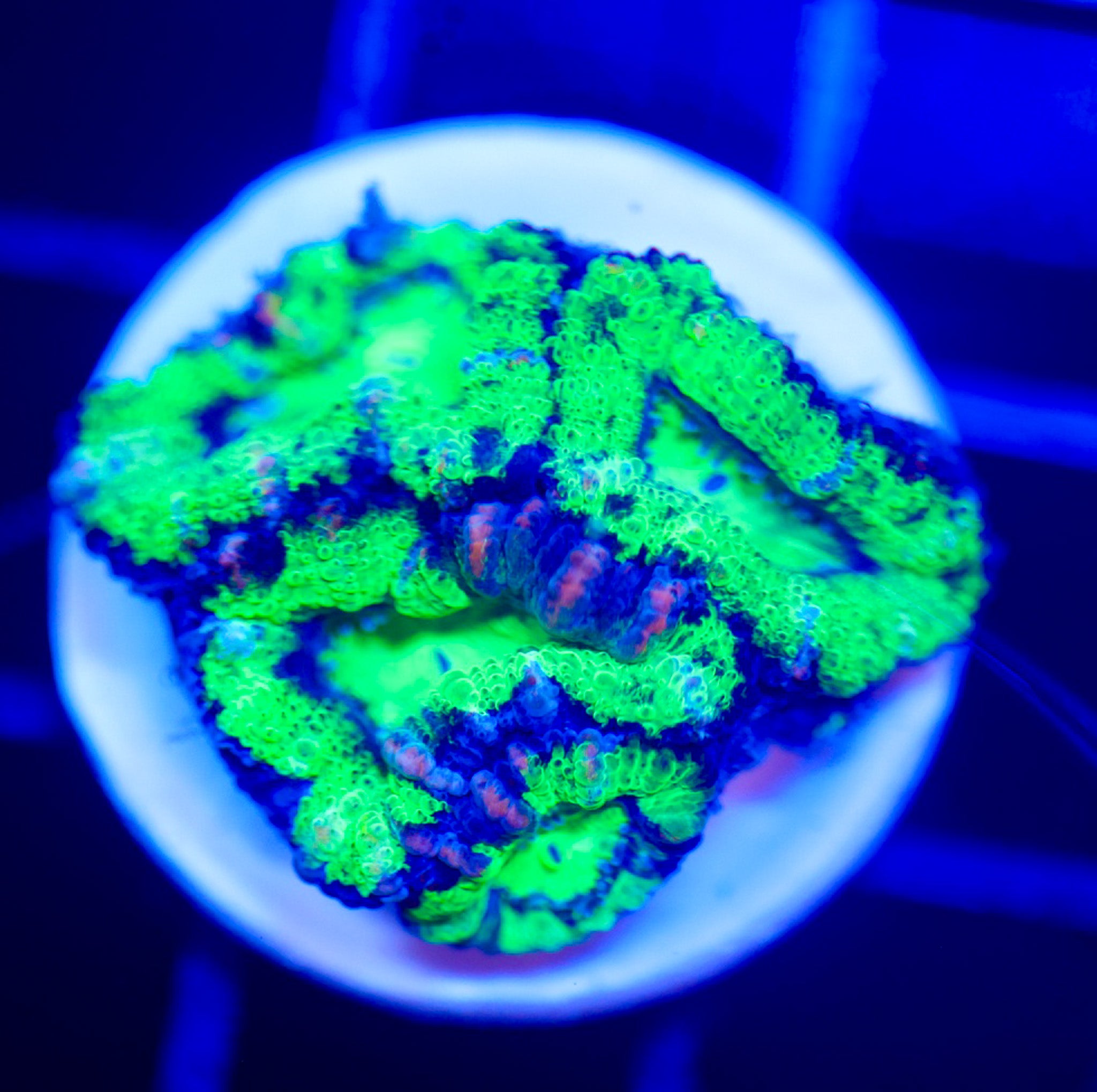 ULTRA TOXIC ACAN FRAG