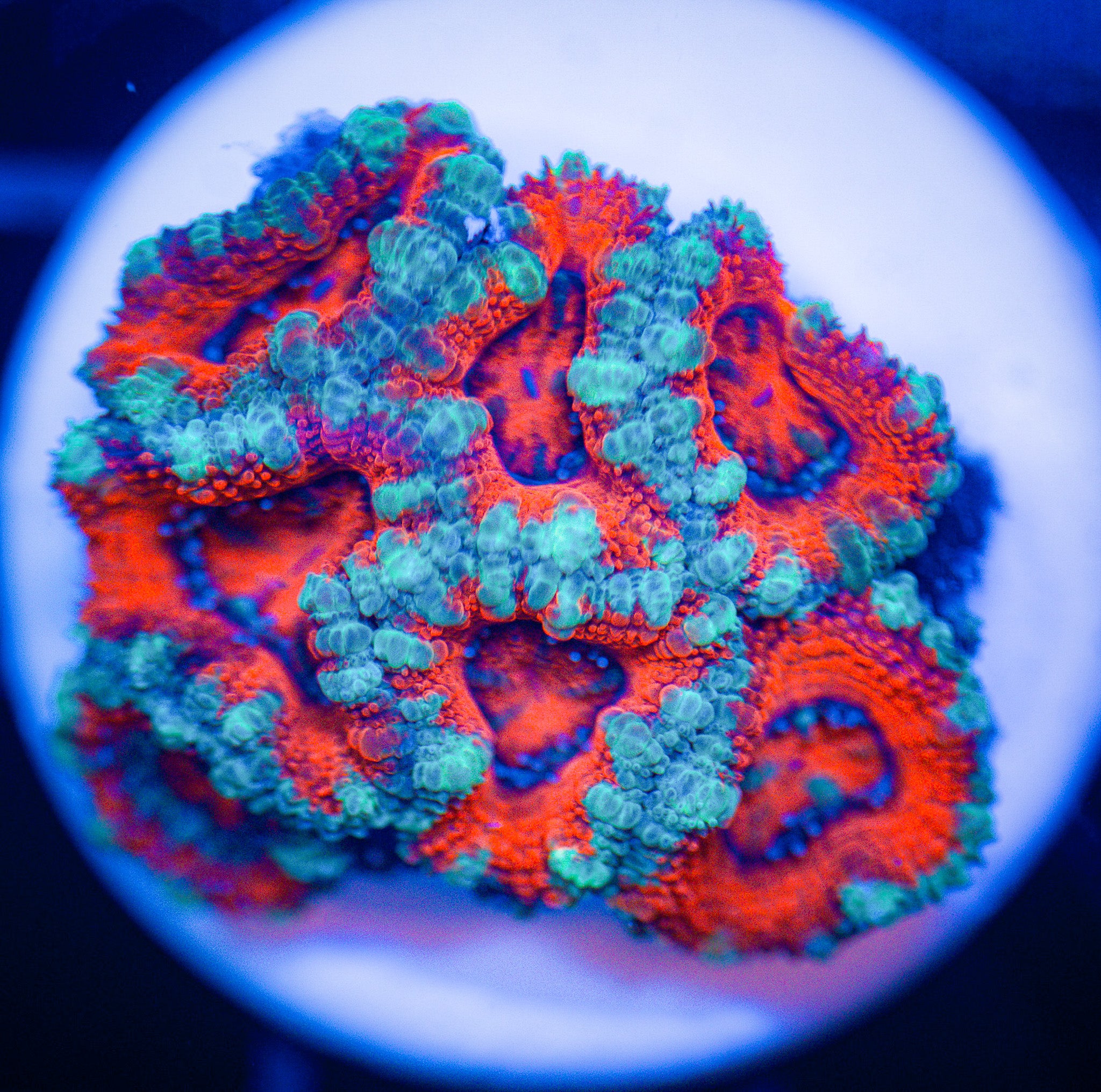 TEAL AND RED ACAN FRAG
