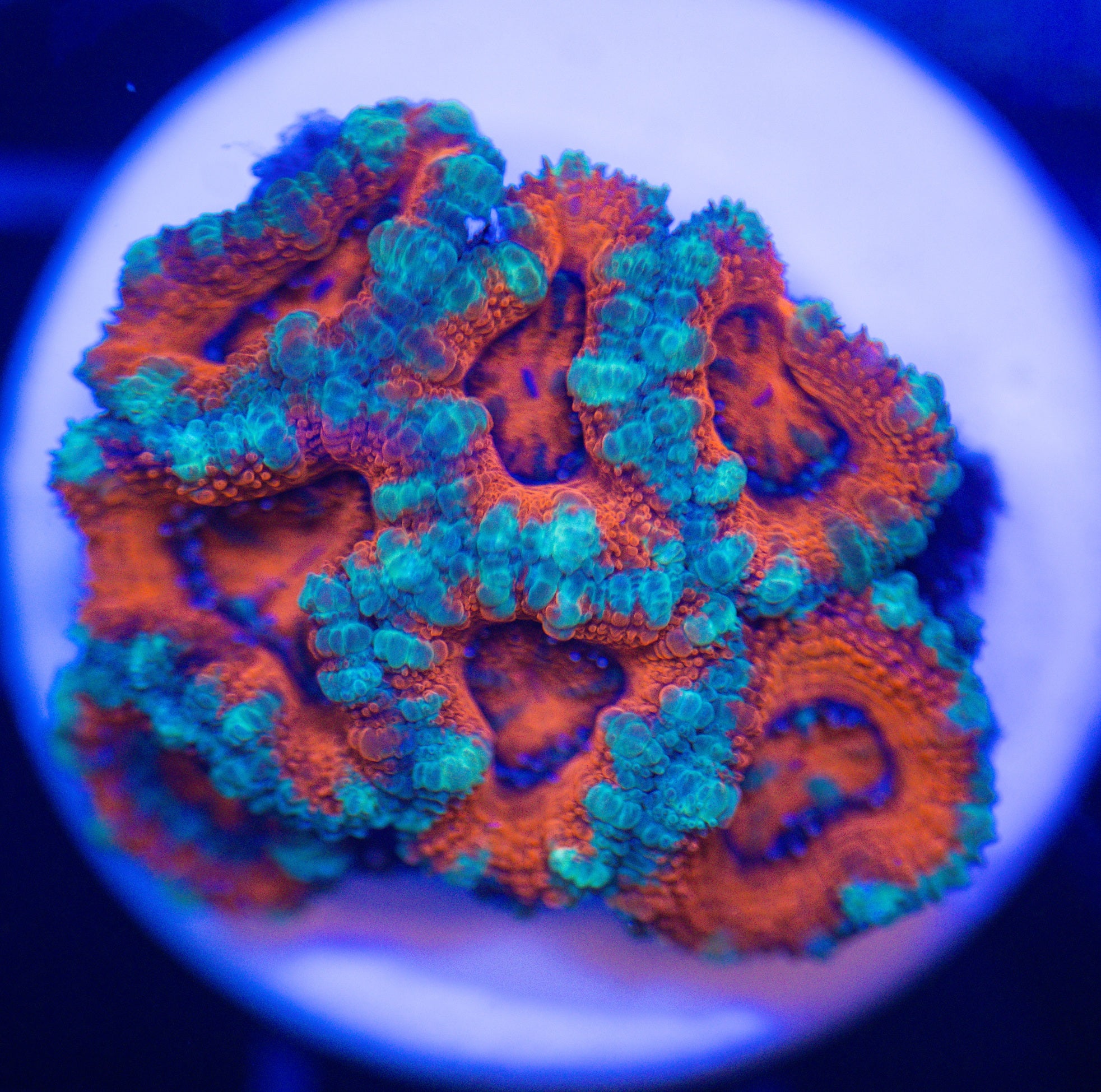 TEAL AND RED ACAN FRAG 1