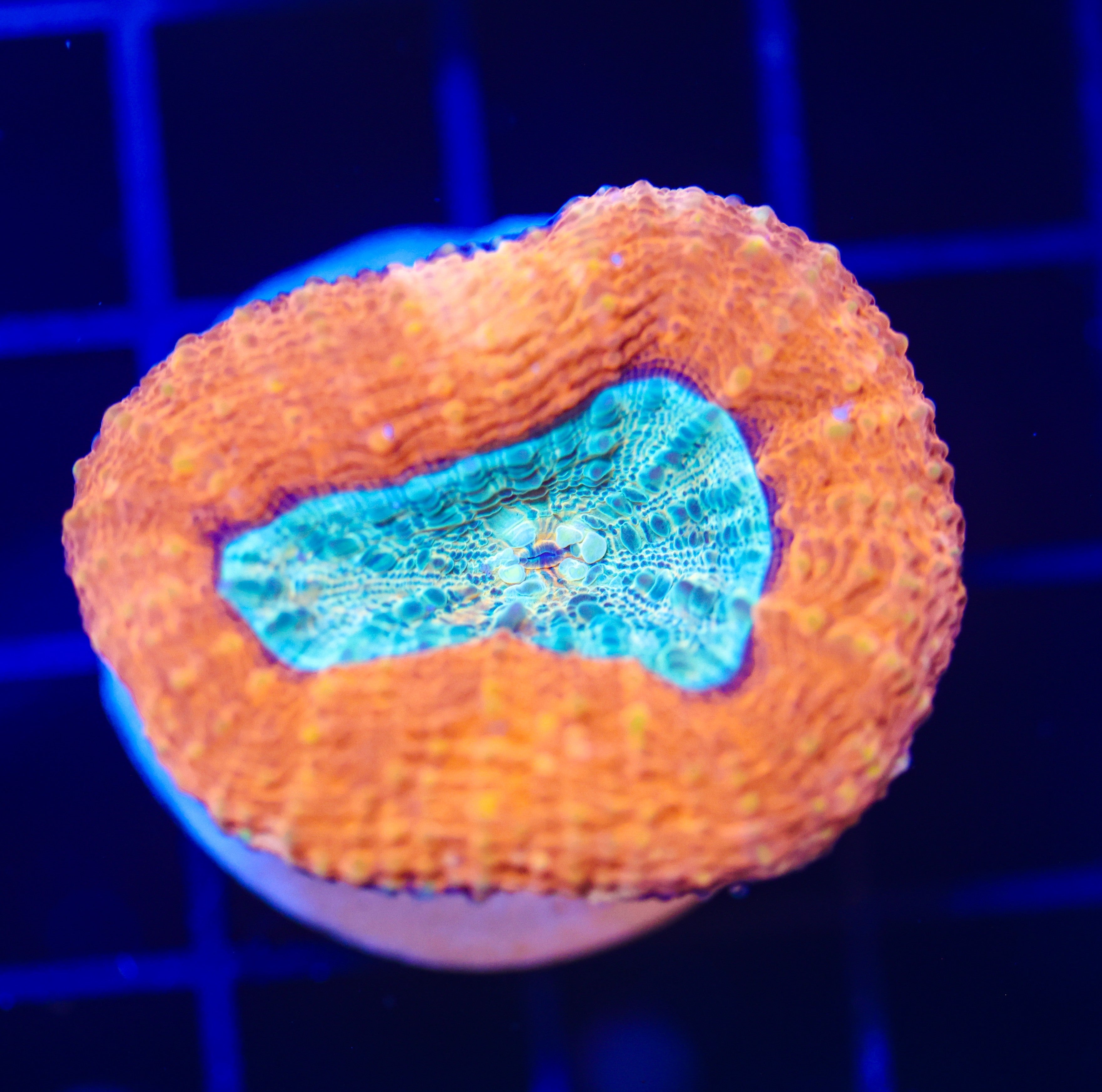 ULTRA LOBOPHYLLIA