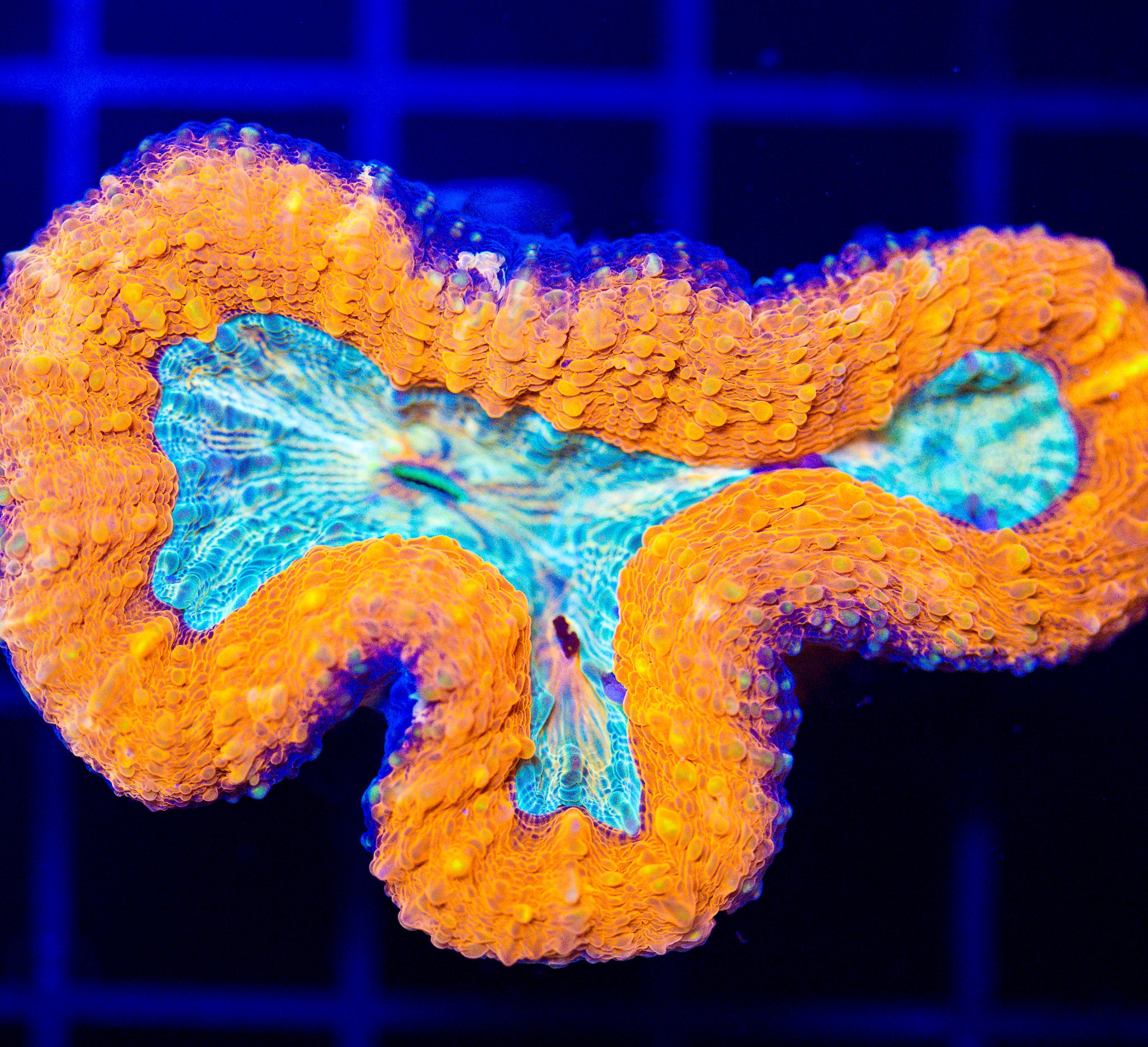 ULTRA LOBOPHYLLIA