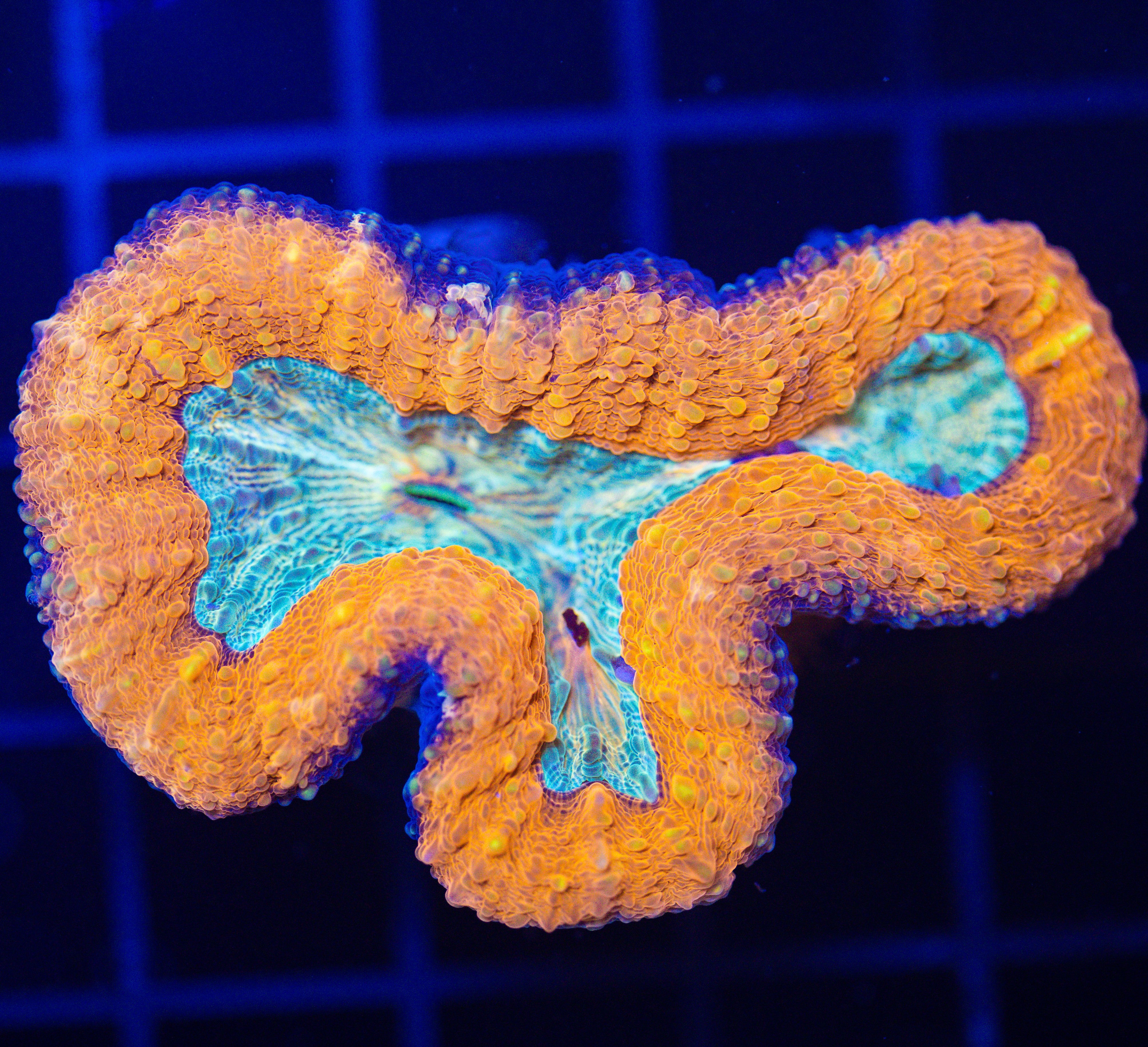 ULTRA LOBOPHYLLIA