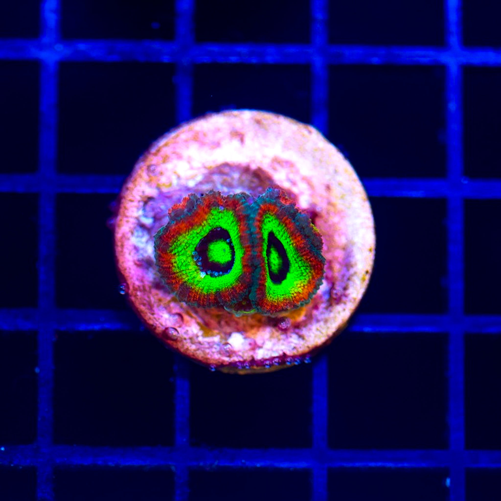 HOLY GRAIL MICROMUSA