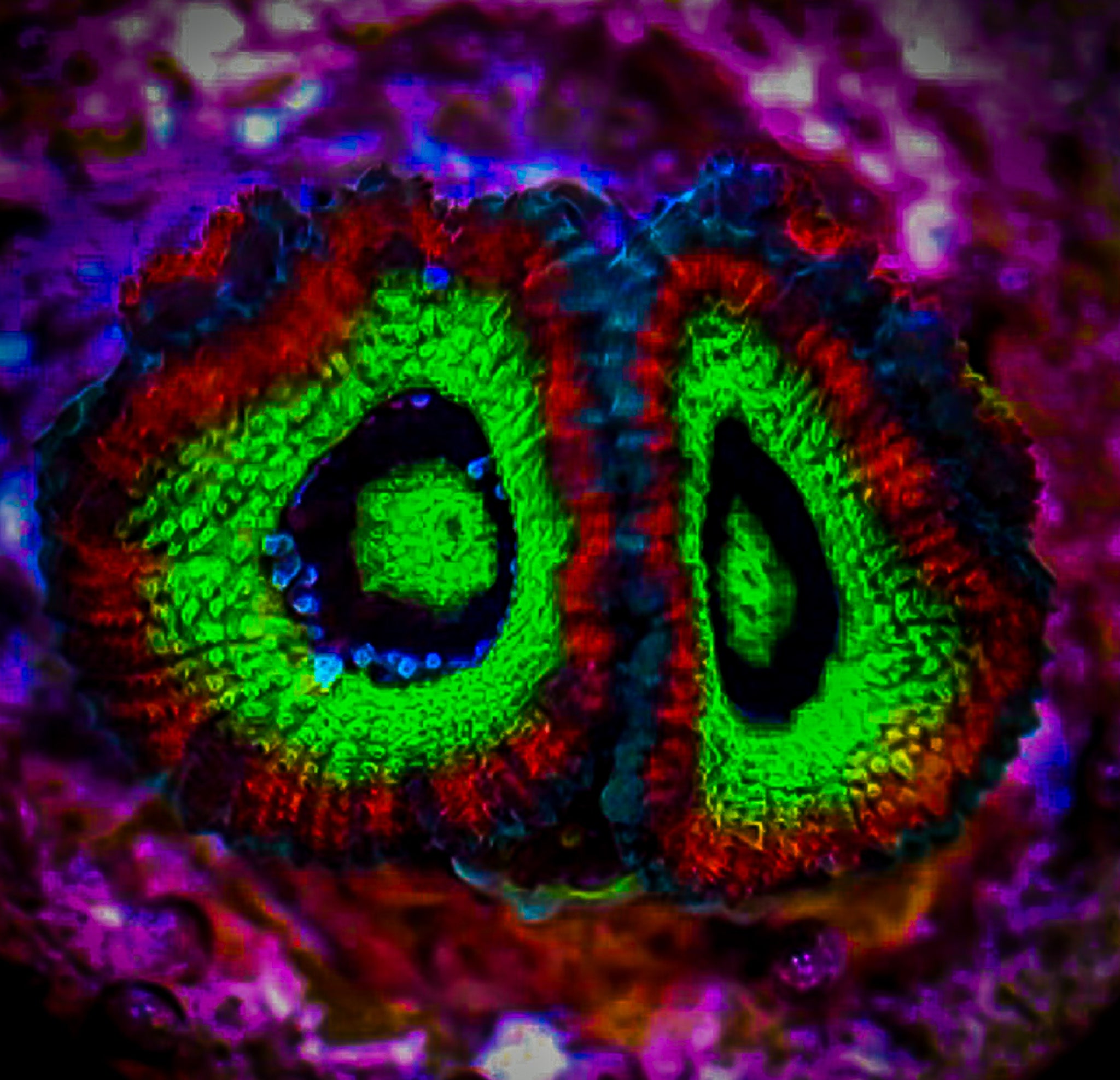 HOLY GRAIL MICROMUSA