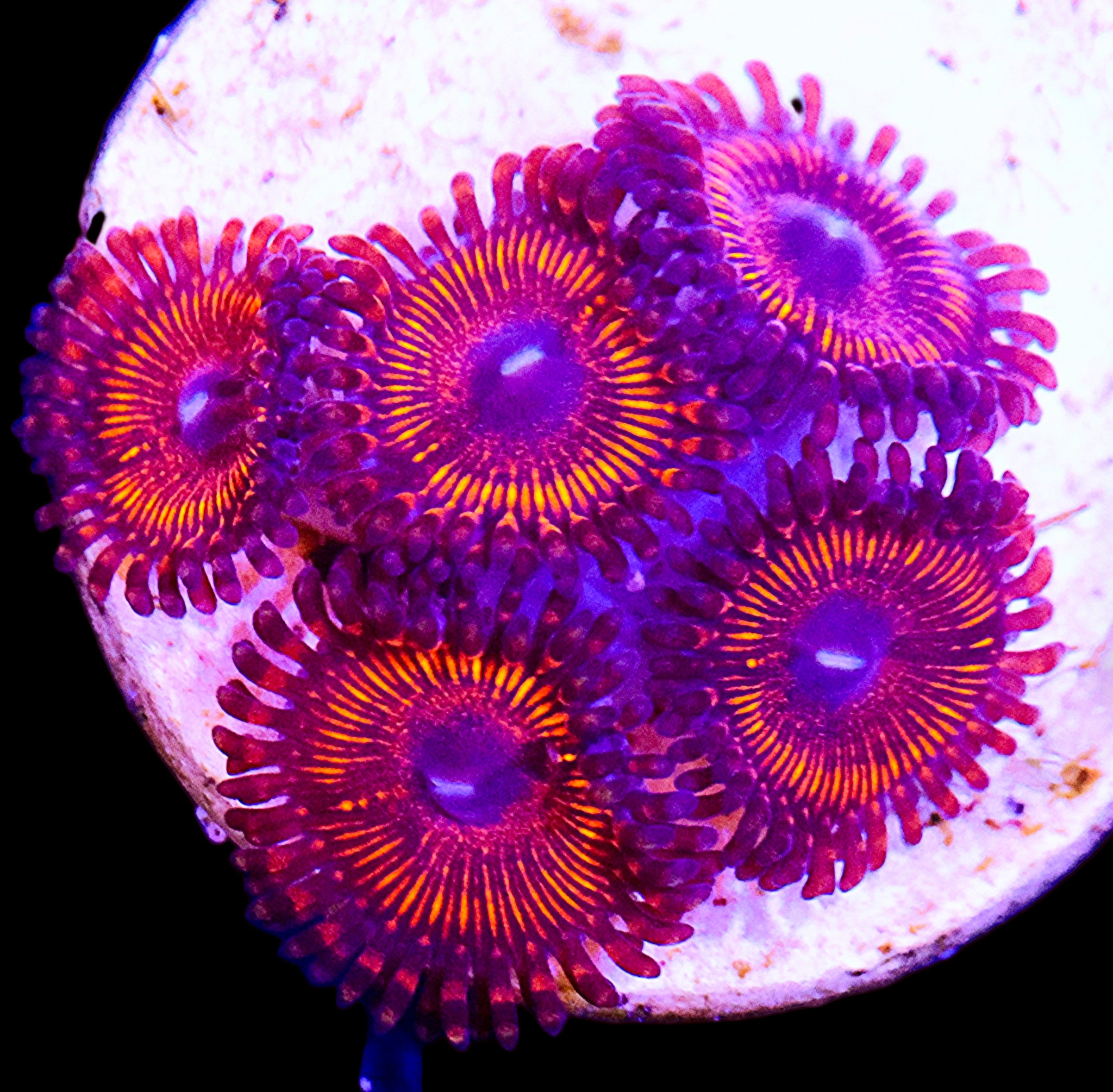 FIJI REDS