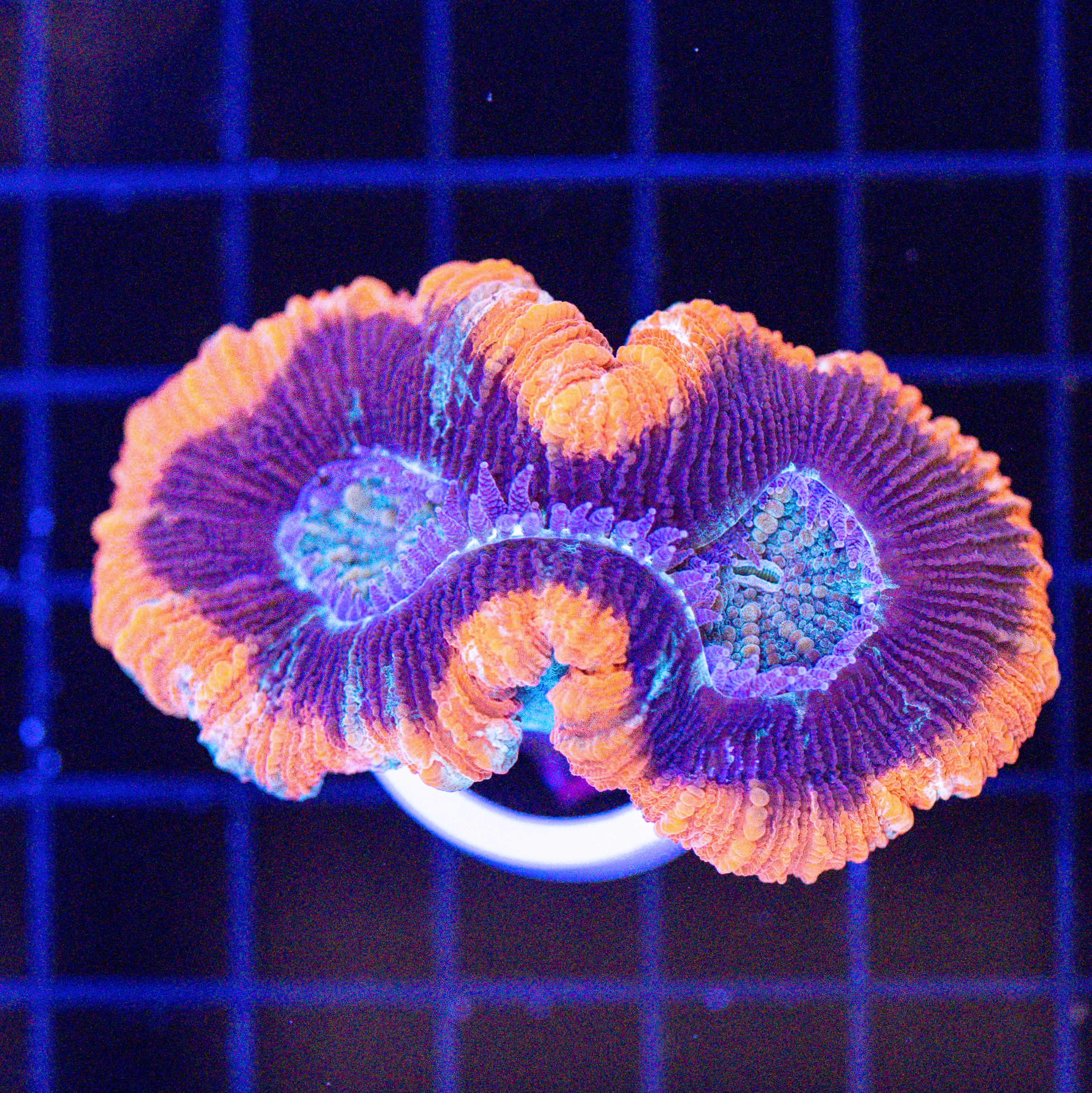 UNIQUE ORANGE RIM AND PURPLE TRACHY