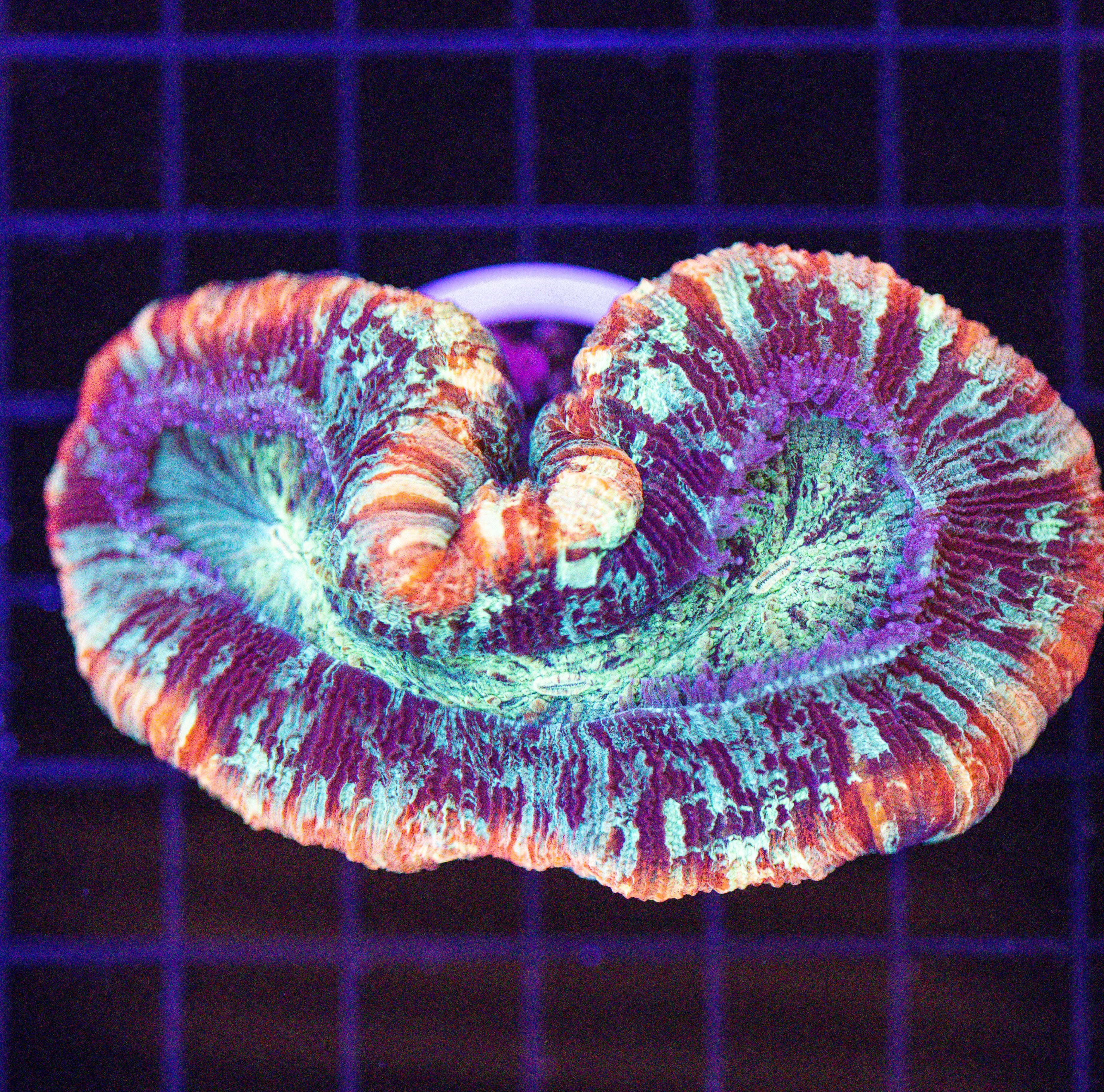ULTRA RAINBOW TRACHY