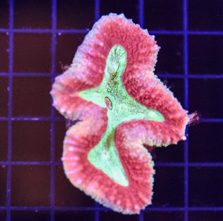 PINK AND GREEN LOBOPHYLLIA