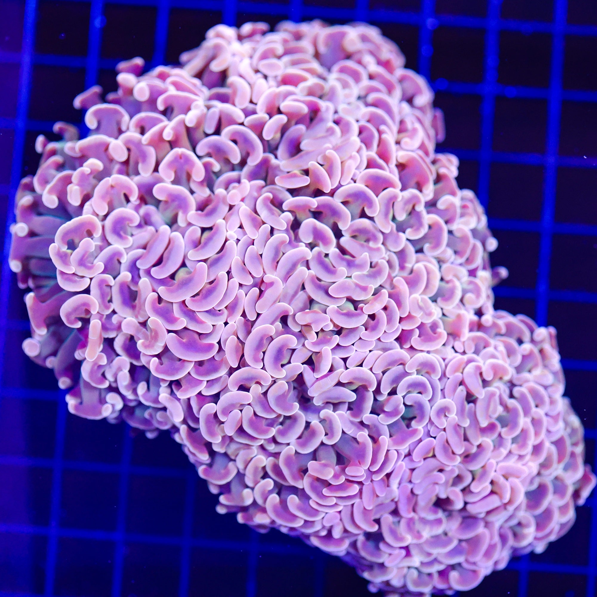 UNIQUE TOXIC ORANGE WALL HAMMER XL