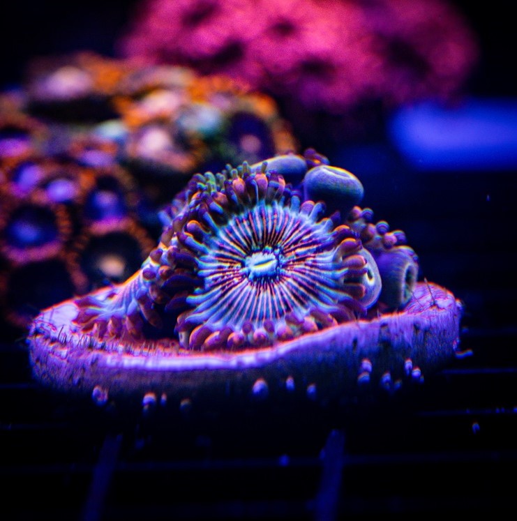 AGAVE DAISY CUTTER ZOA COMBO ROCK