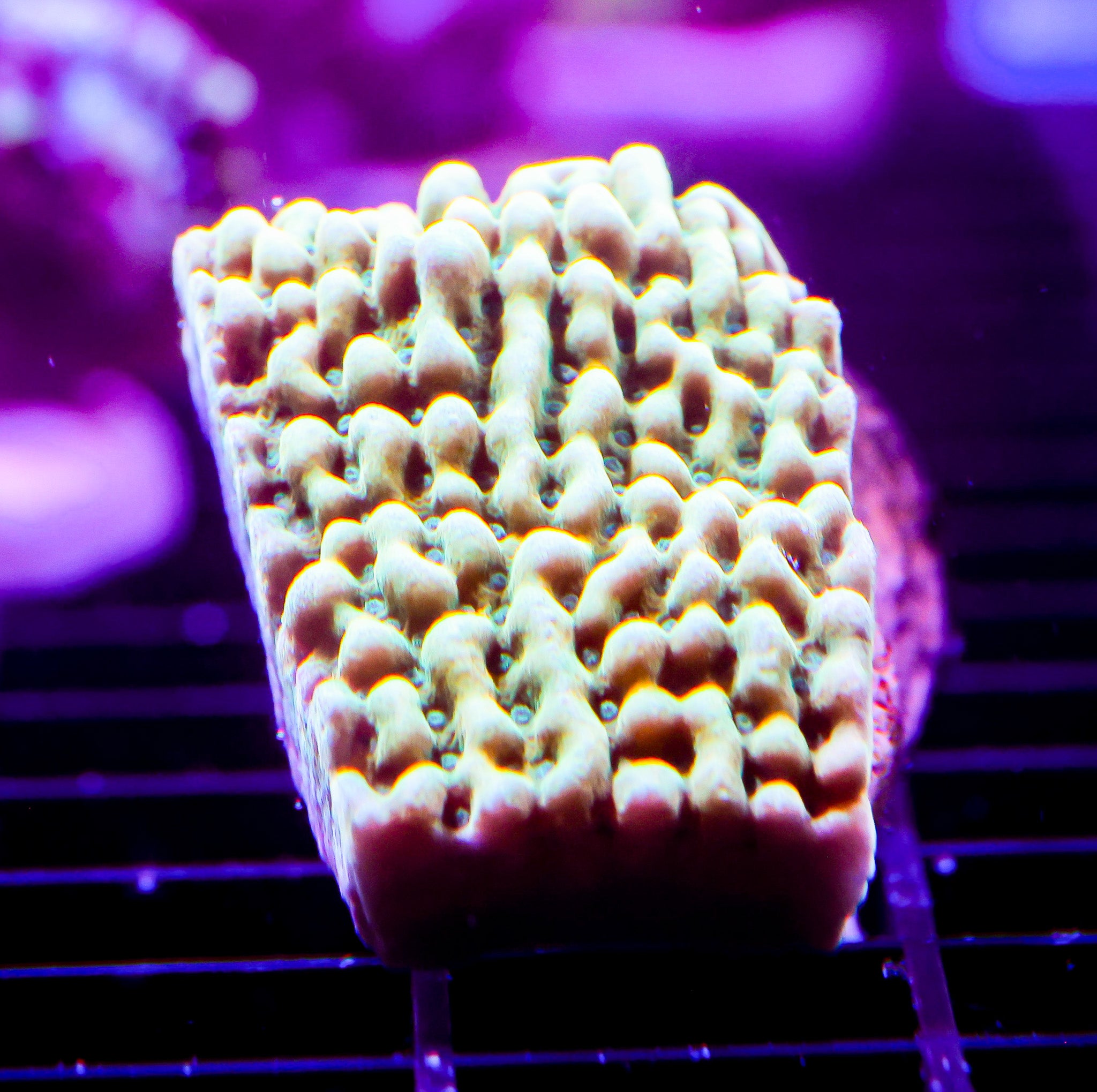 JF BEACH BUM MONTIPORA