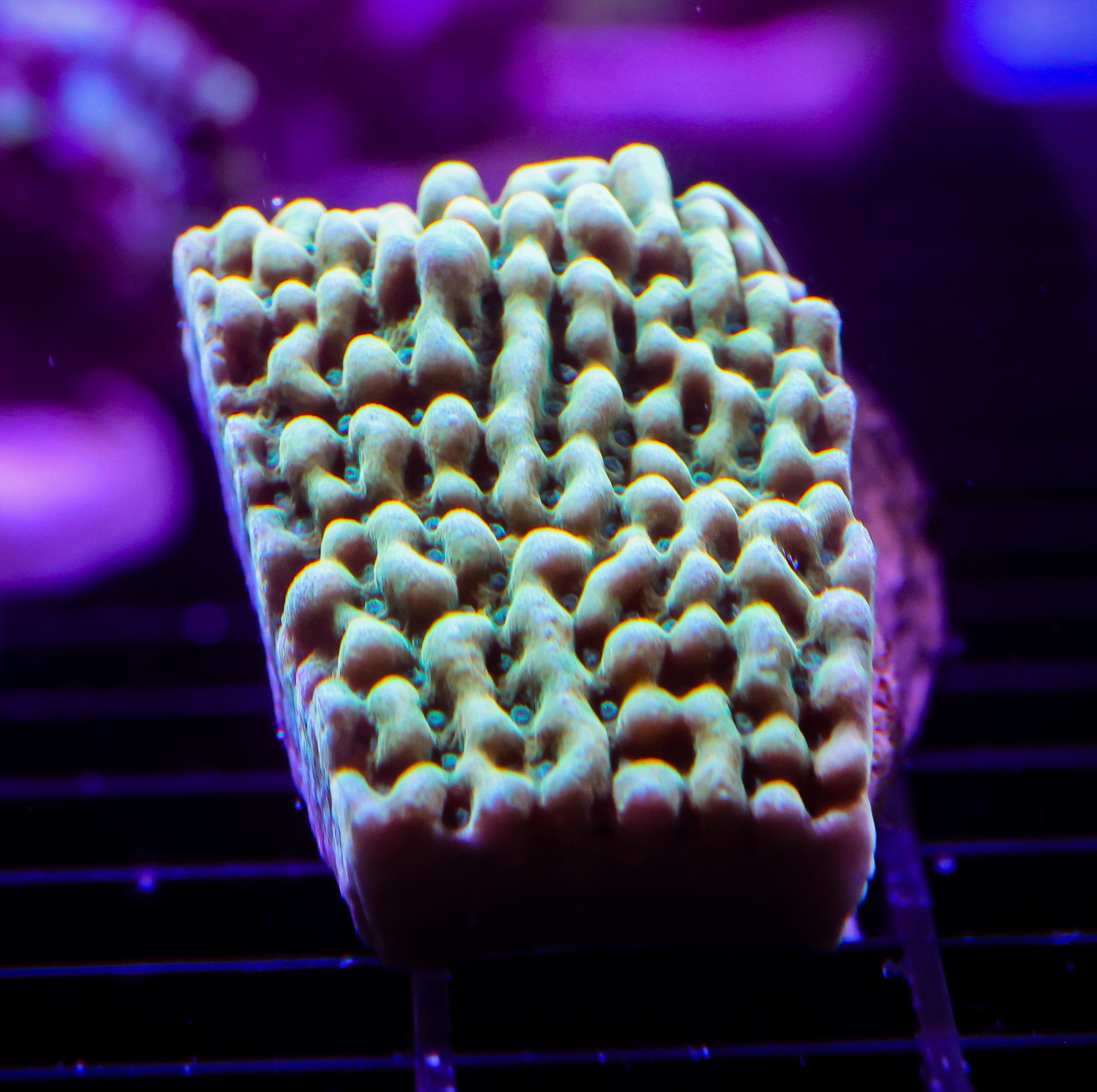 JF BEACH BUM MONTIPORA 1