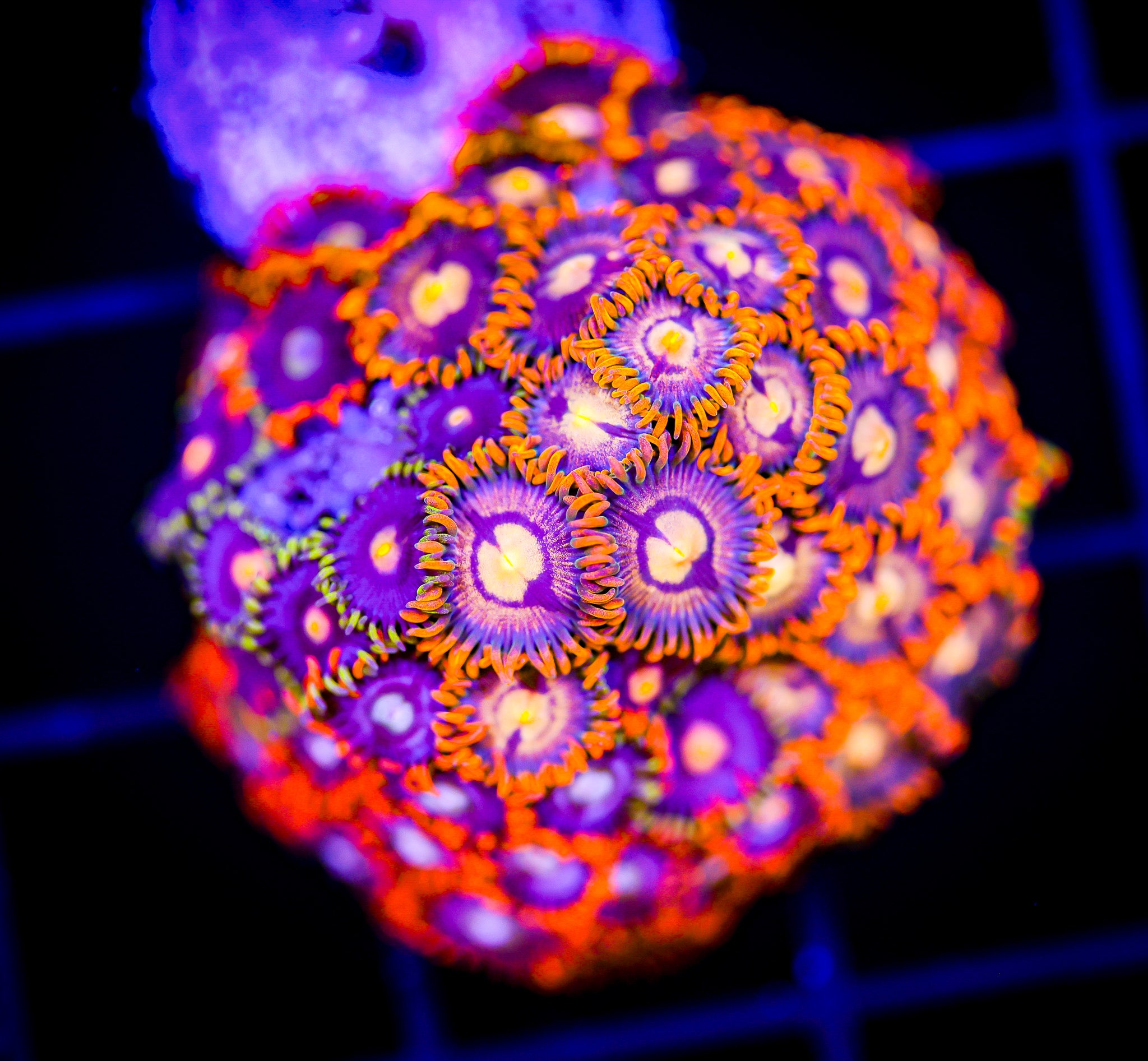 TANGERINE BLOW POP ZOA COMBO
