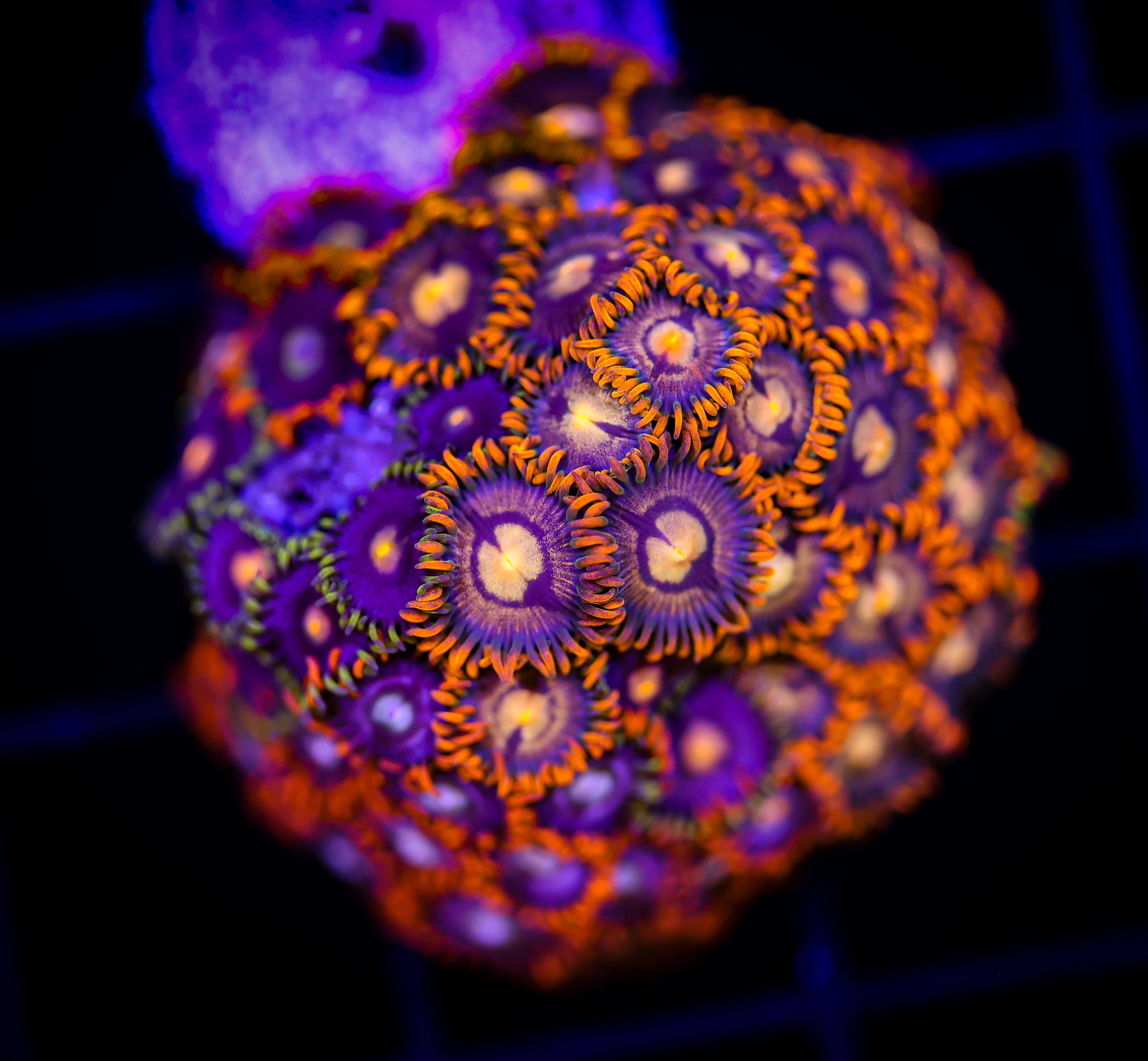 TANGERINE BLOW POP ZOA COMBO 1