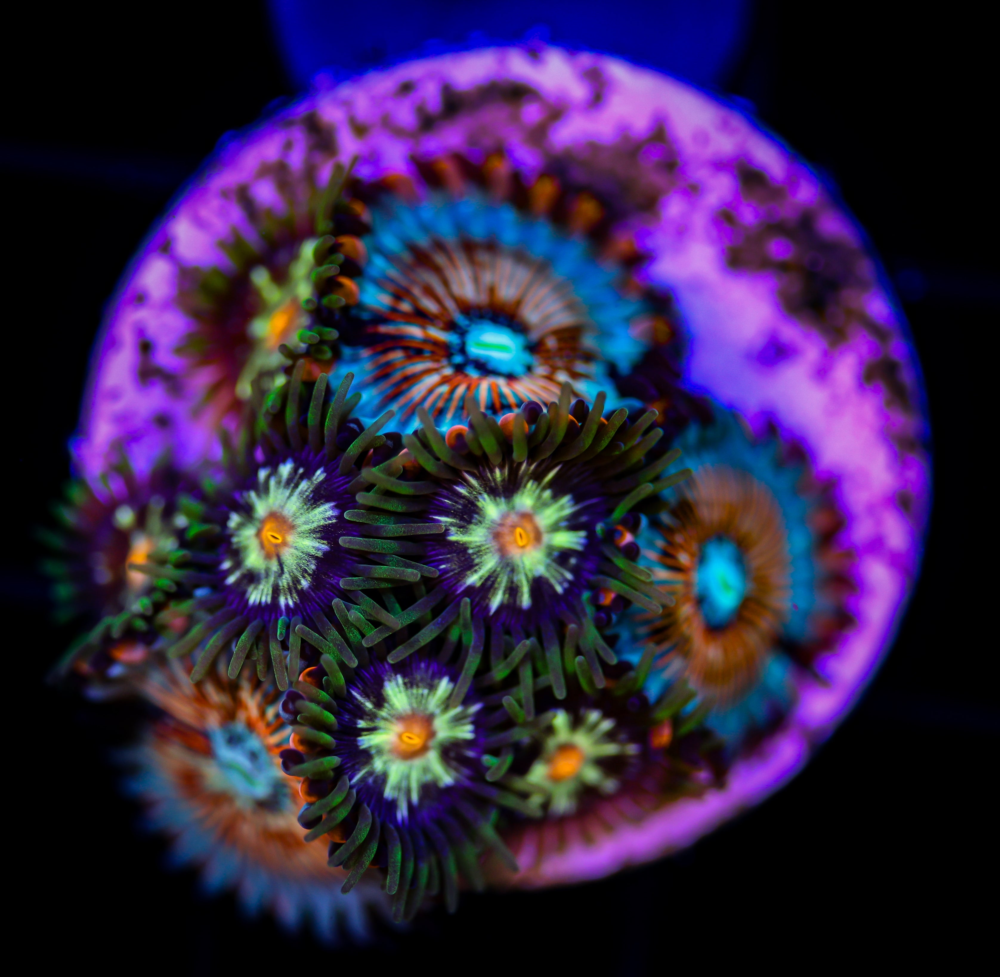 AGAVE DAISY CUTTER ZOA COMBO 1