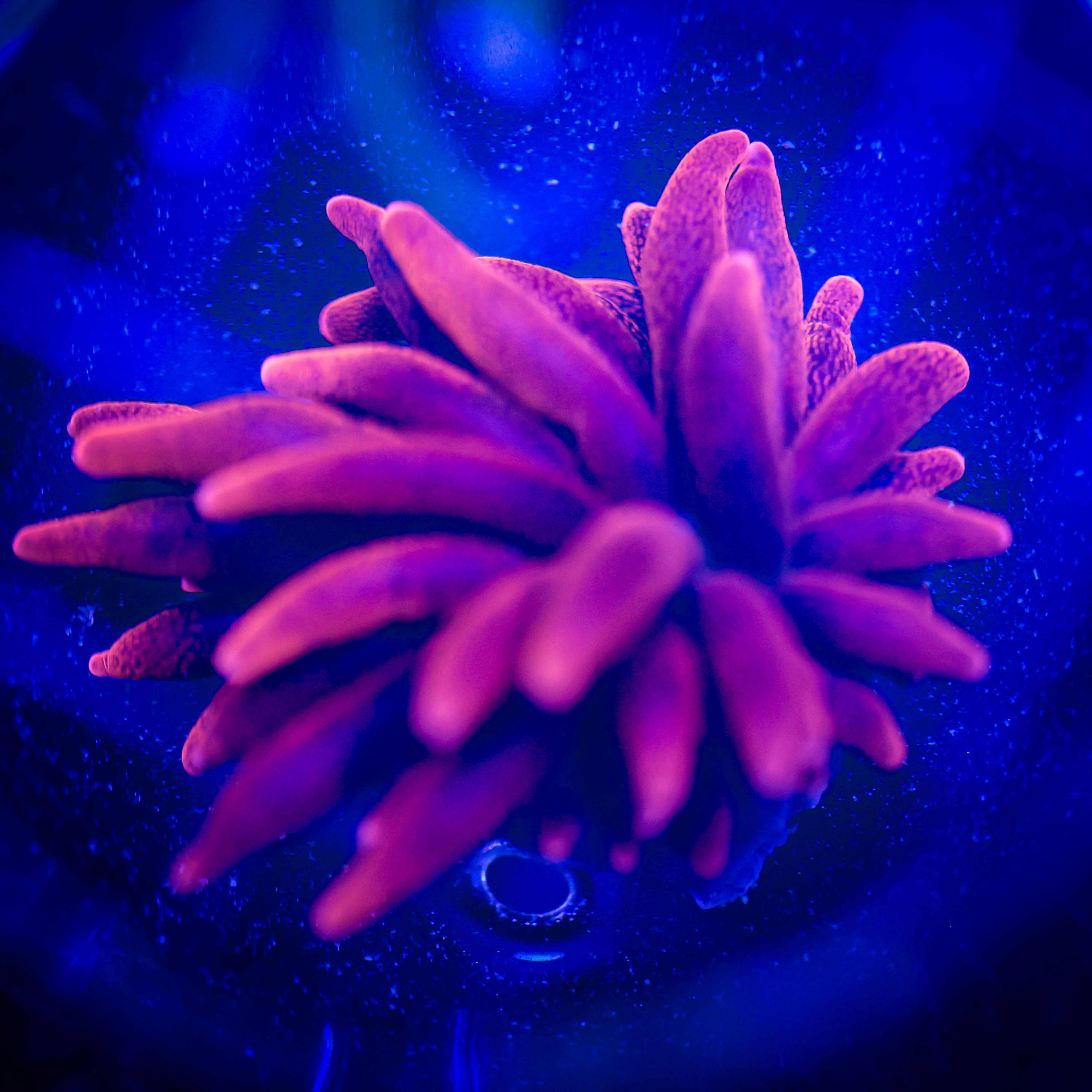BLACK WIDOW ANENOME 1