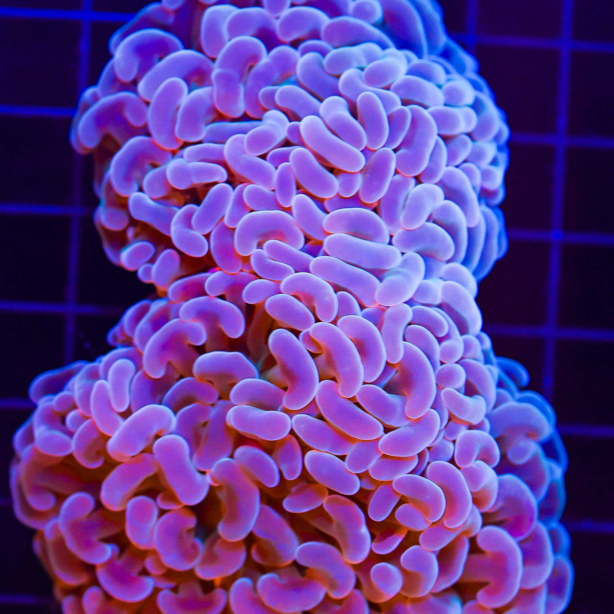 GREEN WALL HAMMER