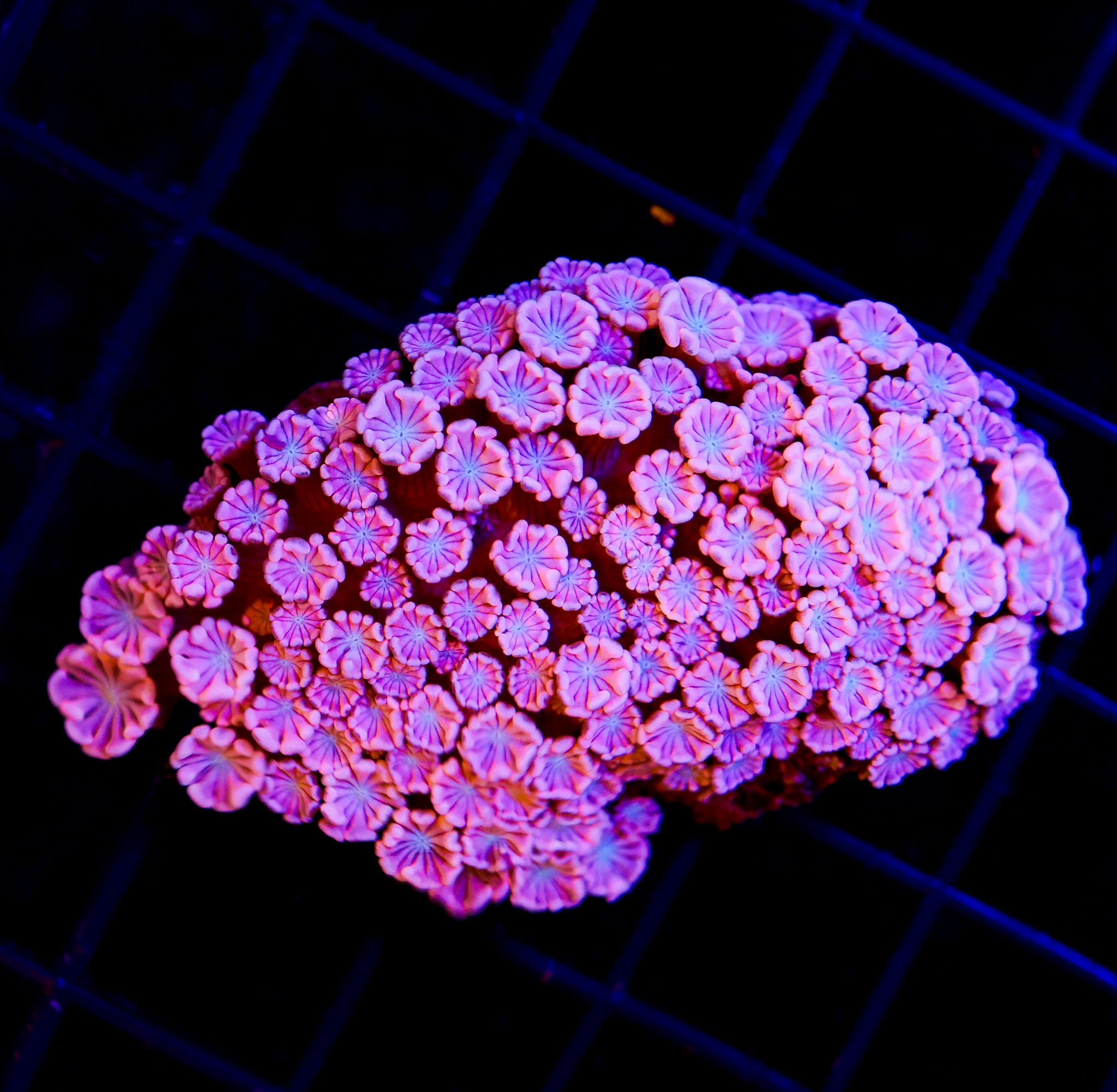 COTTON CANDY ALVEOPORA MINI COLONY
