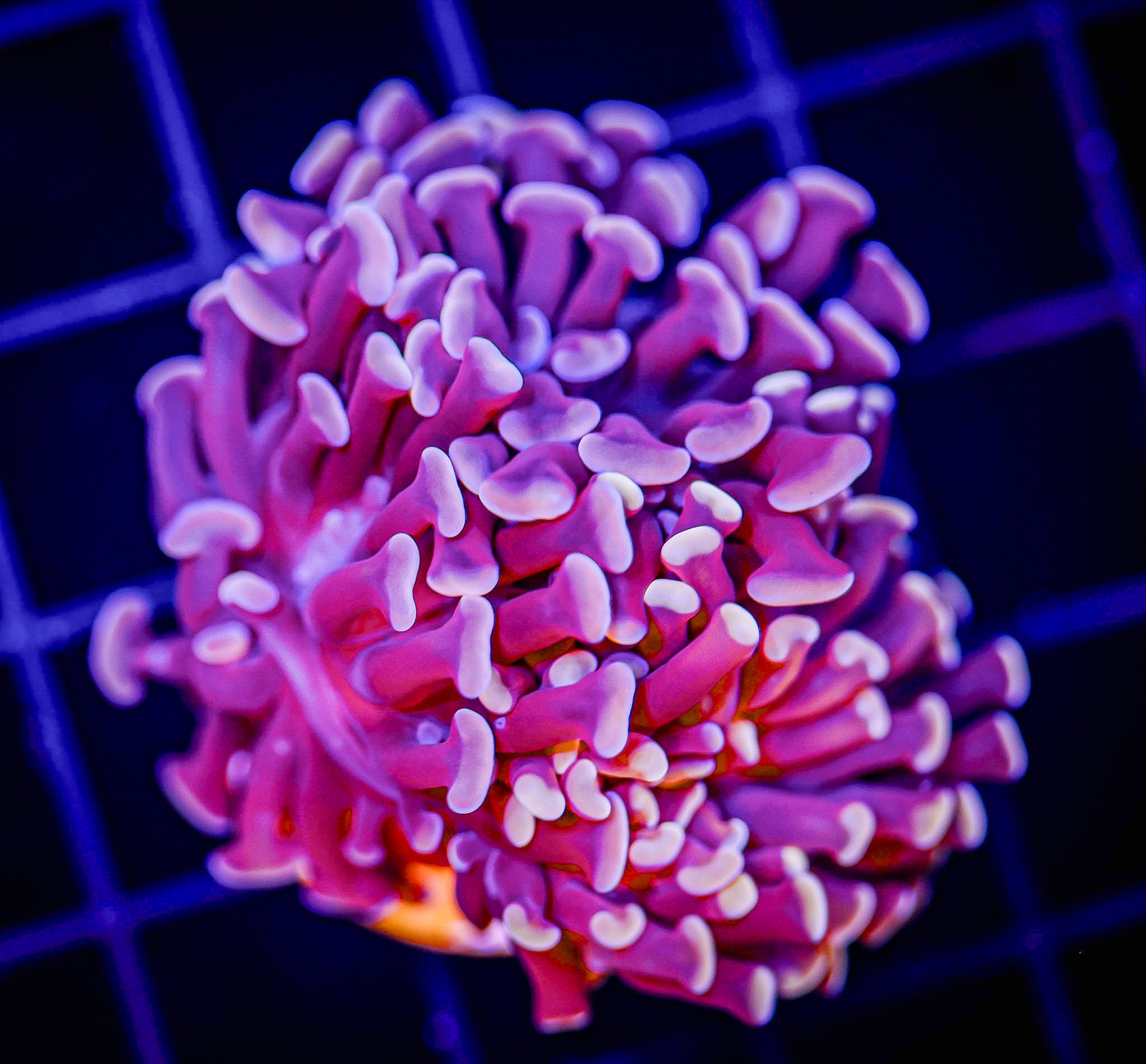 ROSE GOLD BRANCHING HAMMER 1H