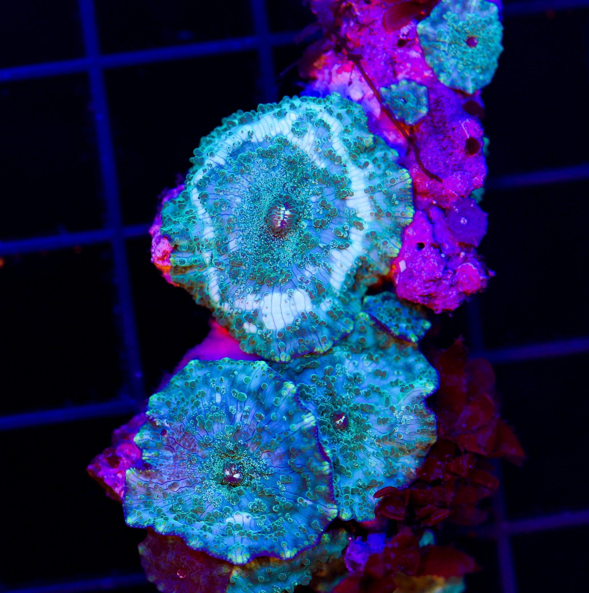 BLUEBERRY FIZZ RHODACTIS MUSHROOM COLONY