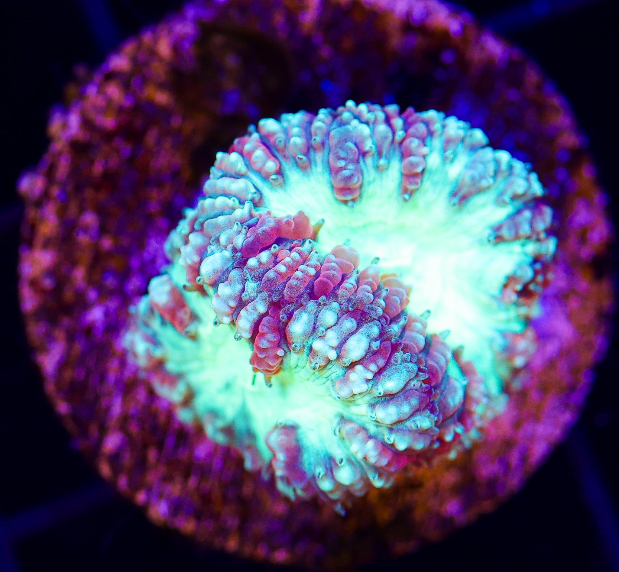 COSMIC BLASTOMUSSA