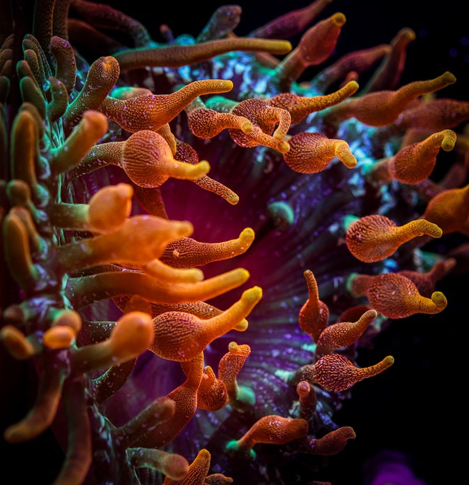 INFERNO ANENOME LG