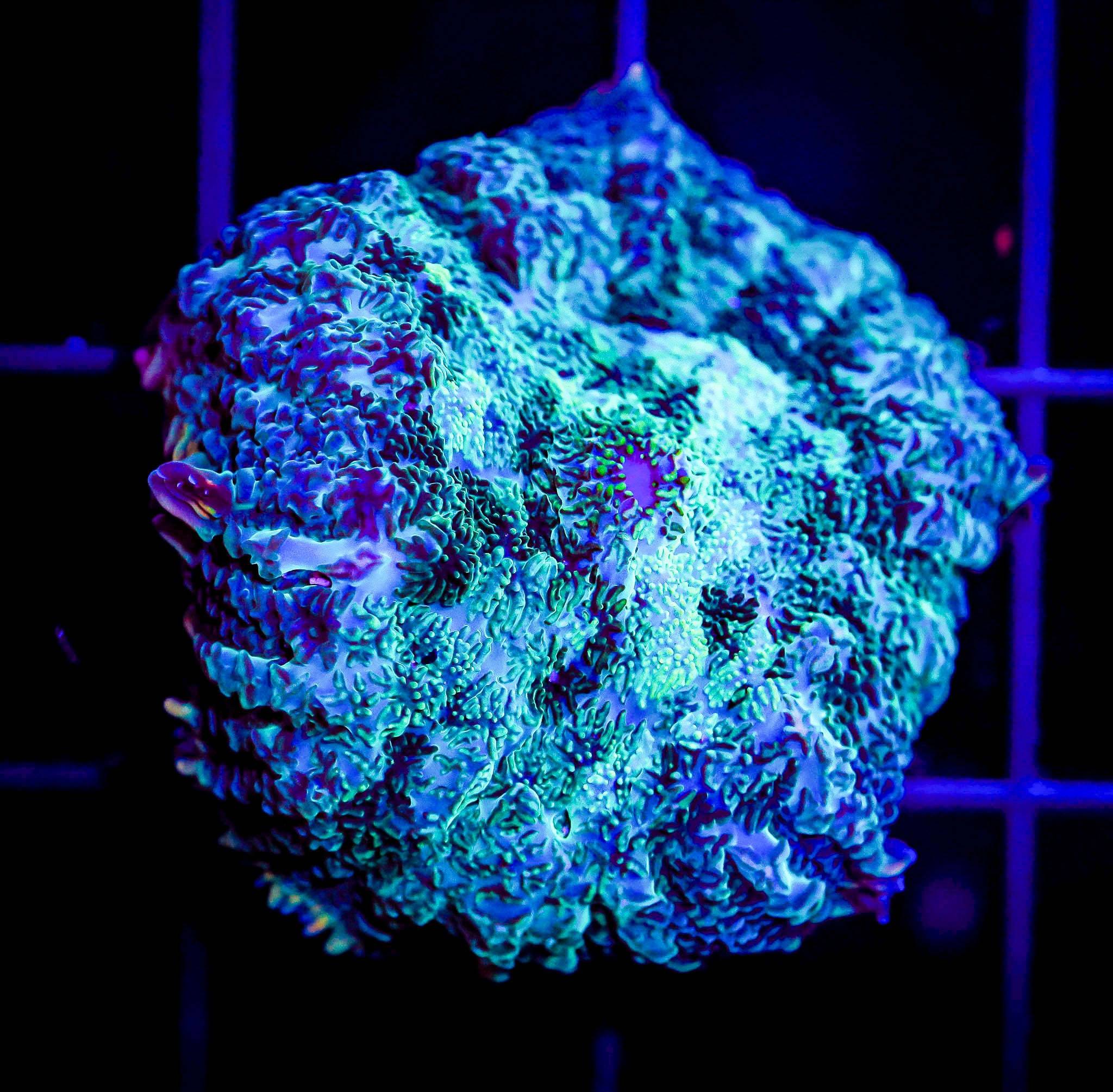 FROSTBITE RHODACTIS MUSHROOM