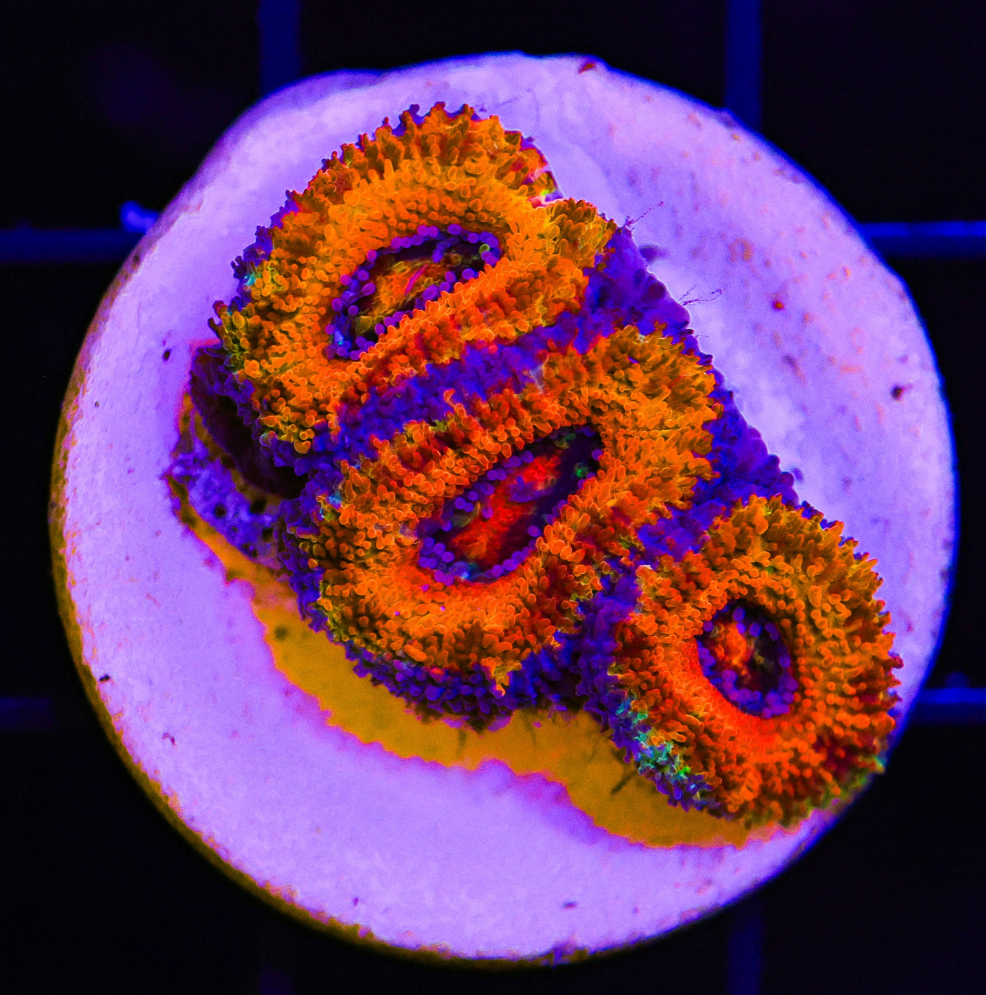 BLOOD ORANGE ACAN