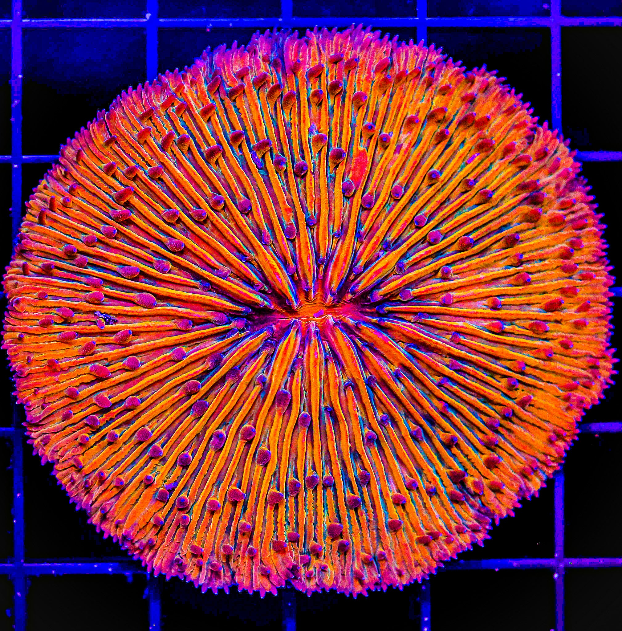 ORANGE FUNGIA PLATE