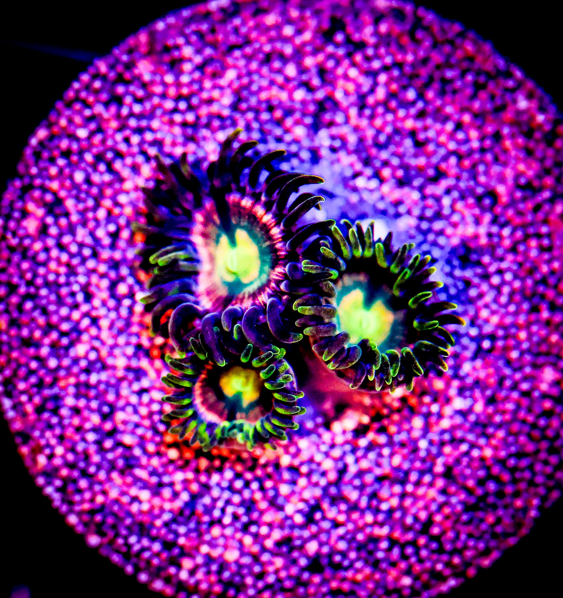 KRAKEN ZOA