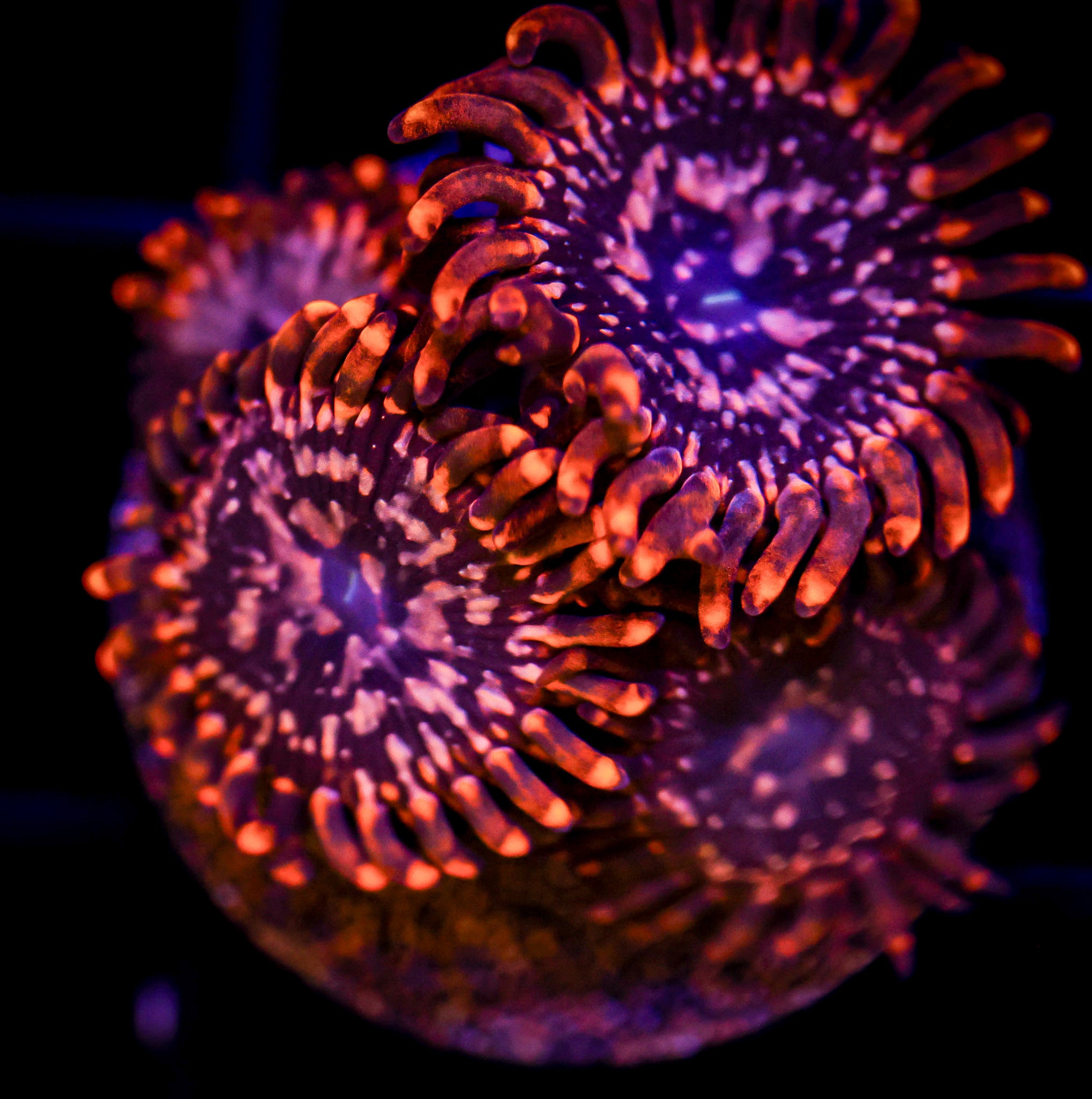 UTTER CHAOS ZOANTHID