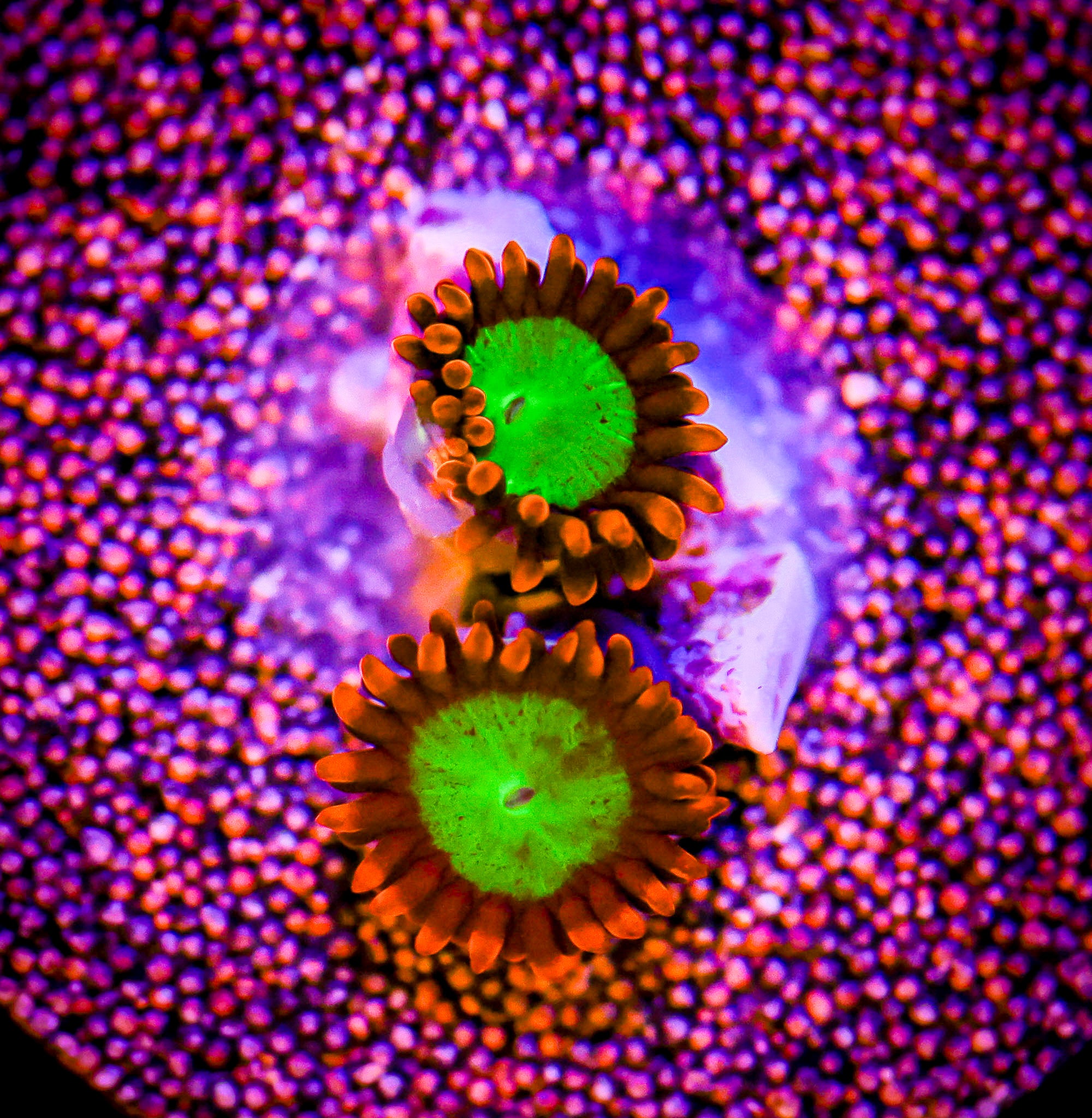 GOBLINS FIRE ZOA