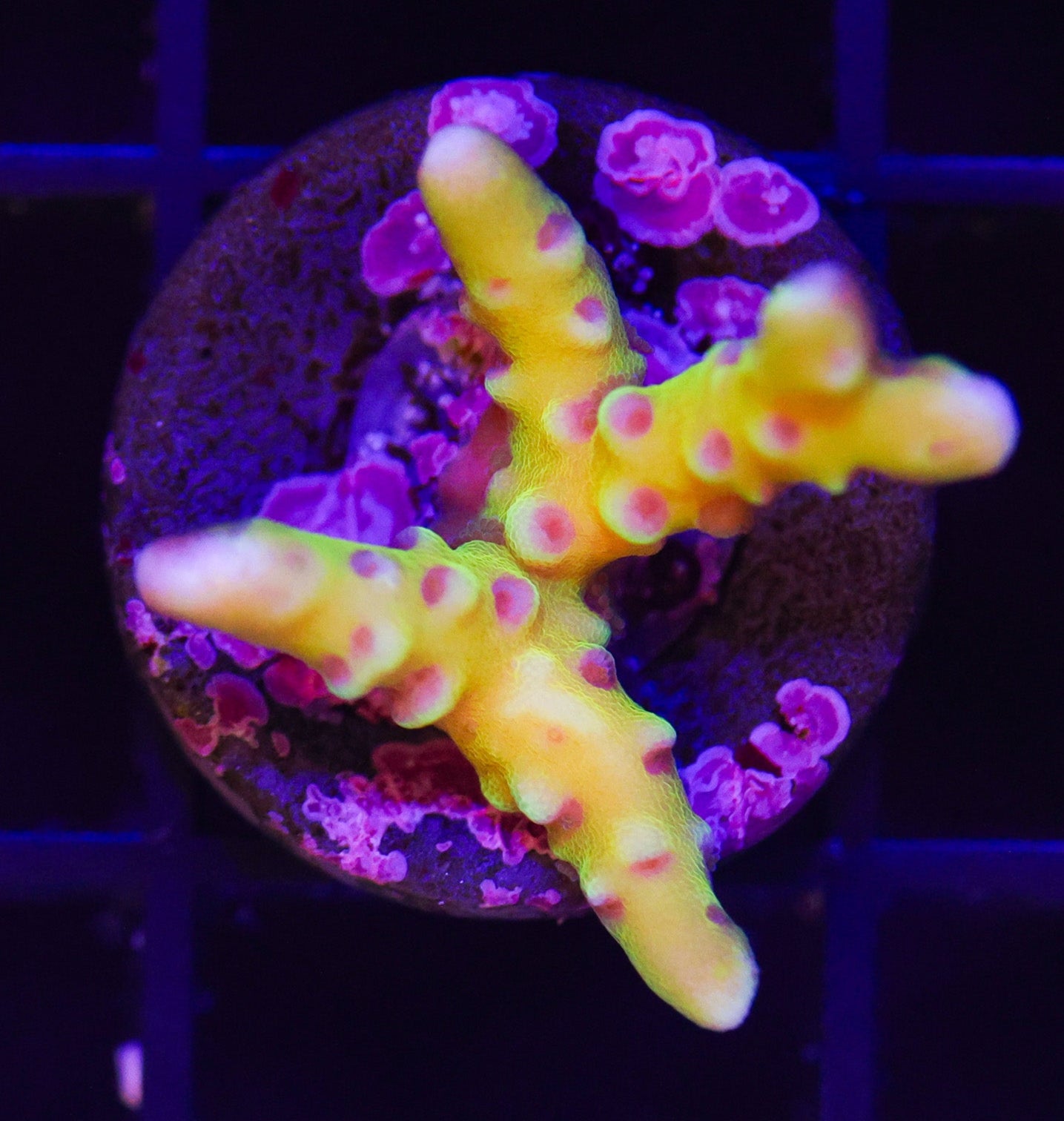 GOLDEN ROD ANACROPORA