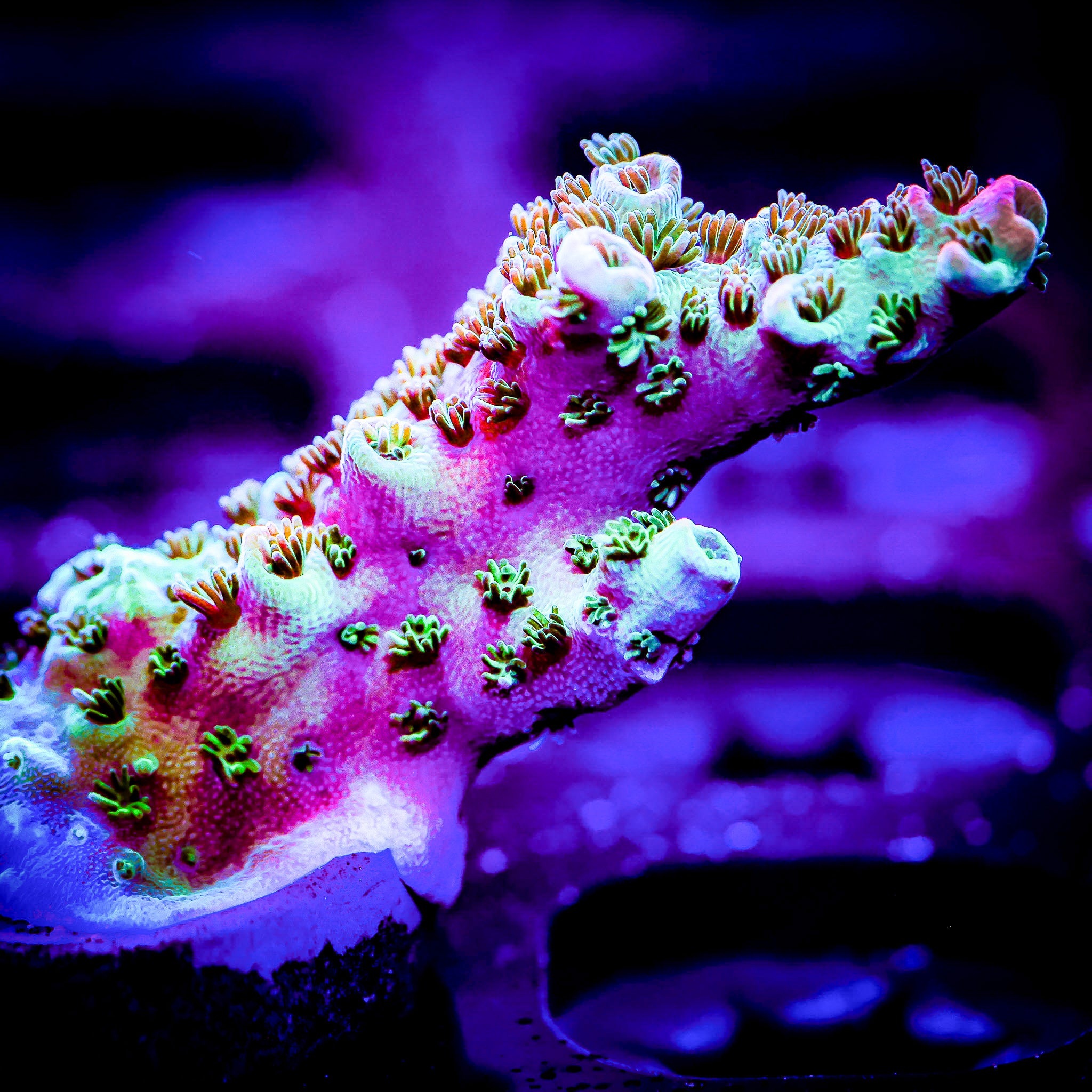BILL MURRAY ACROPORA