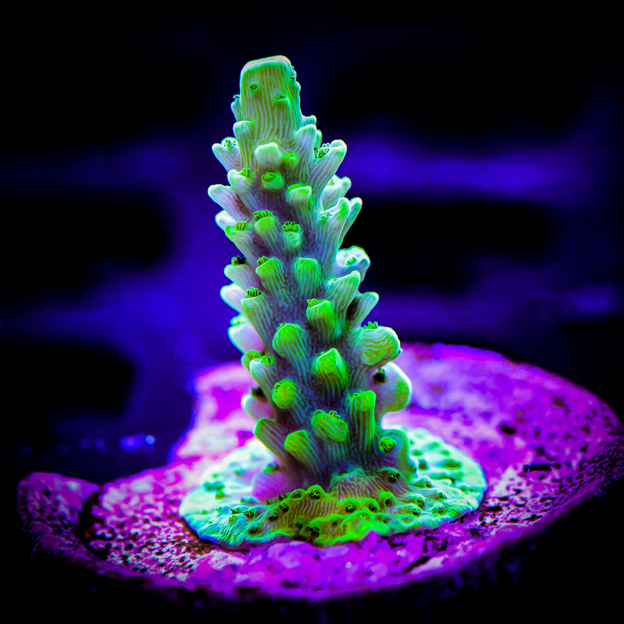 GREEN SLIMER ACROPORA