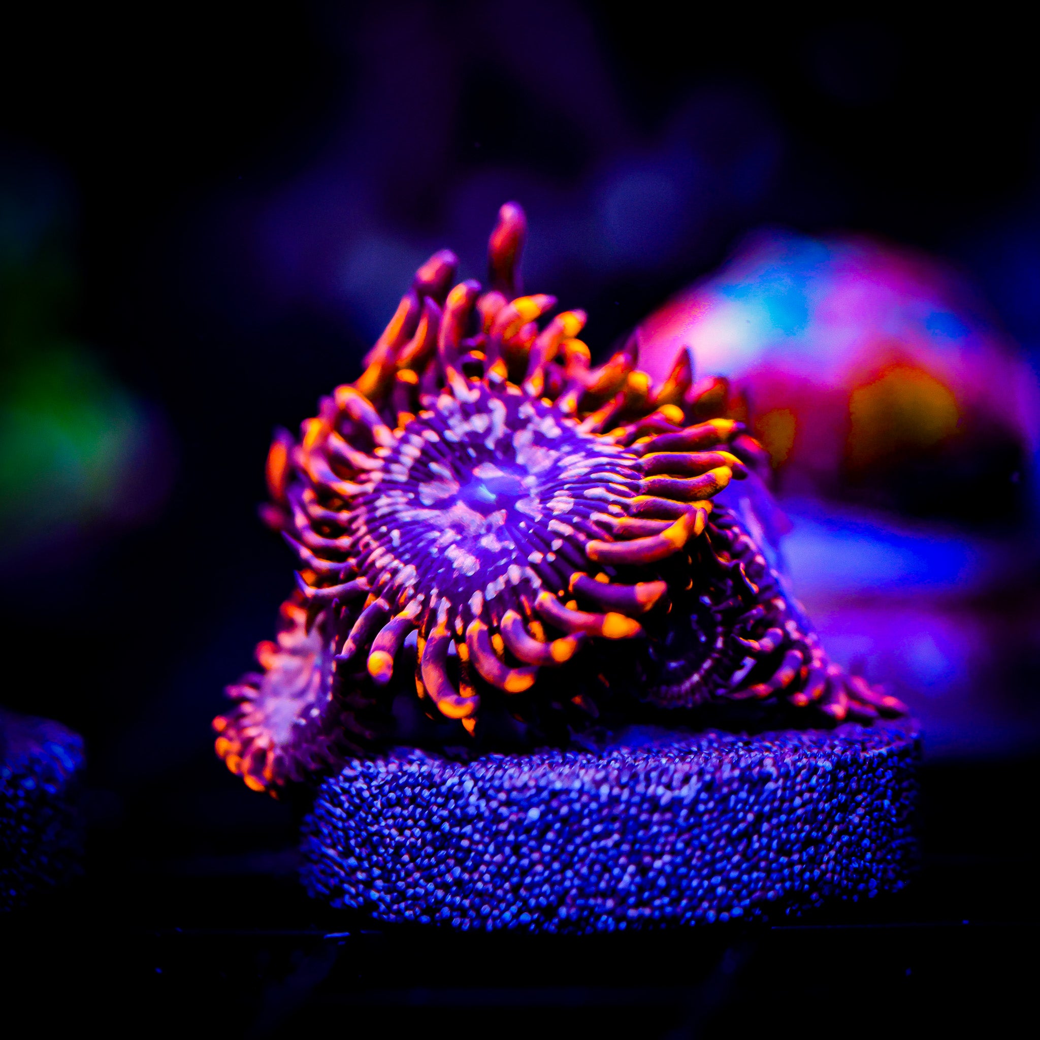 UTTER CHAOS ZOANTHID