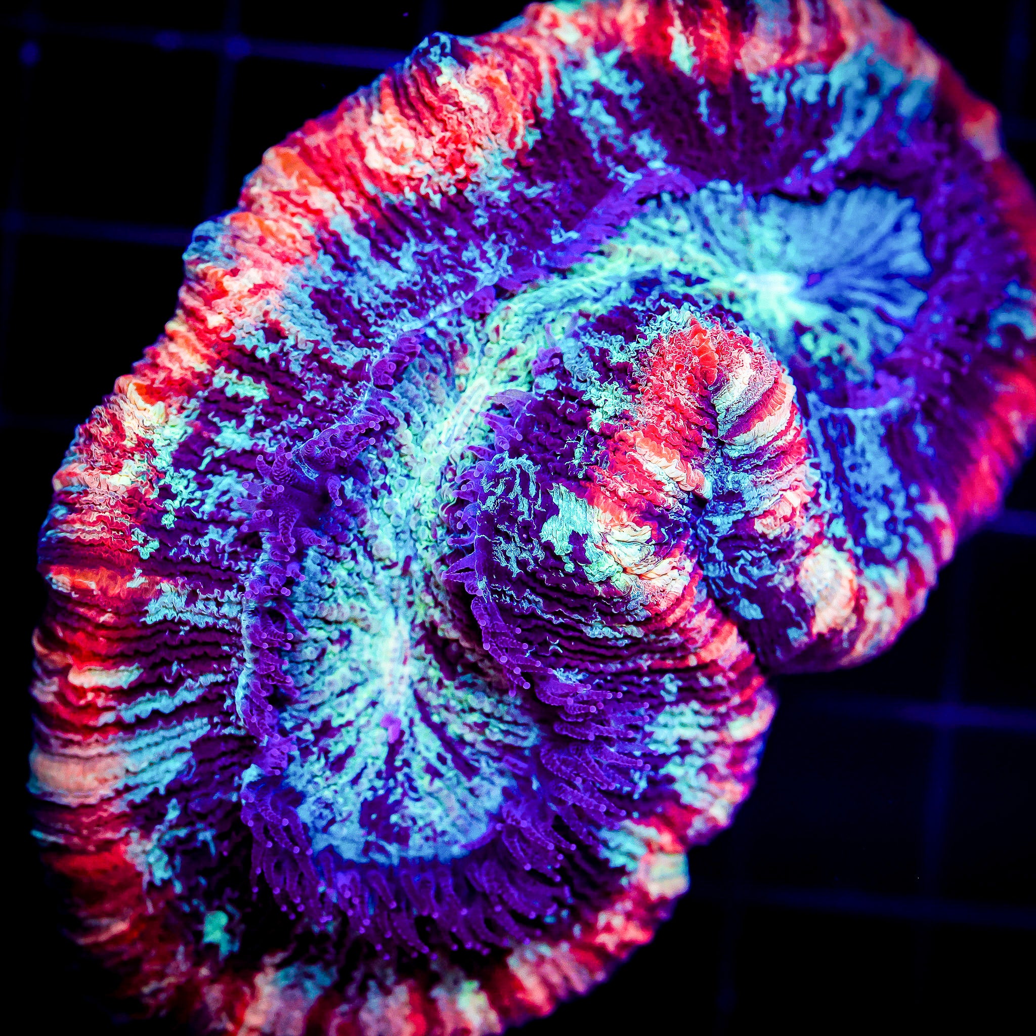 ULTRA RAINBOW TRACHY
