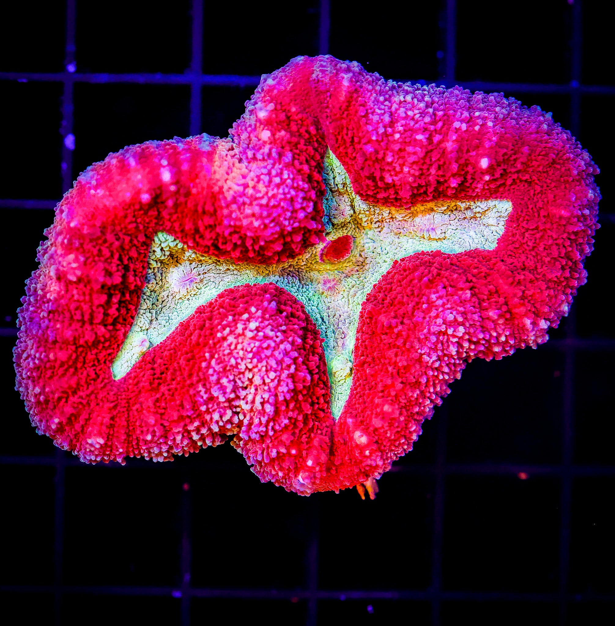 PINK AND GREEN LOBOPHYLLIA
