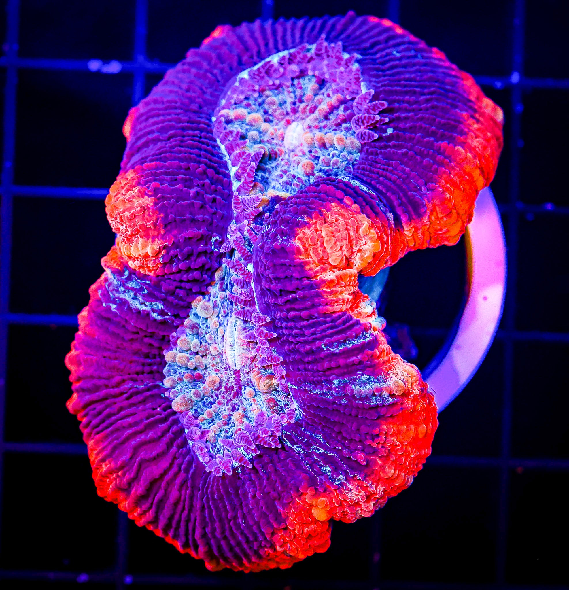 UNIQUE ORANGE RIM AND PURPLE TRACHY